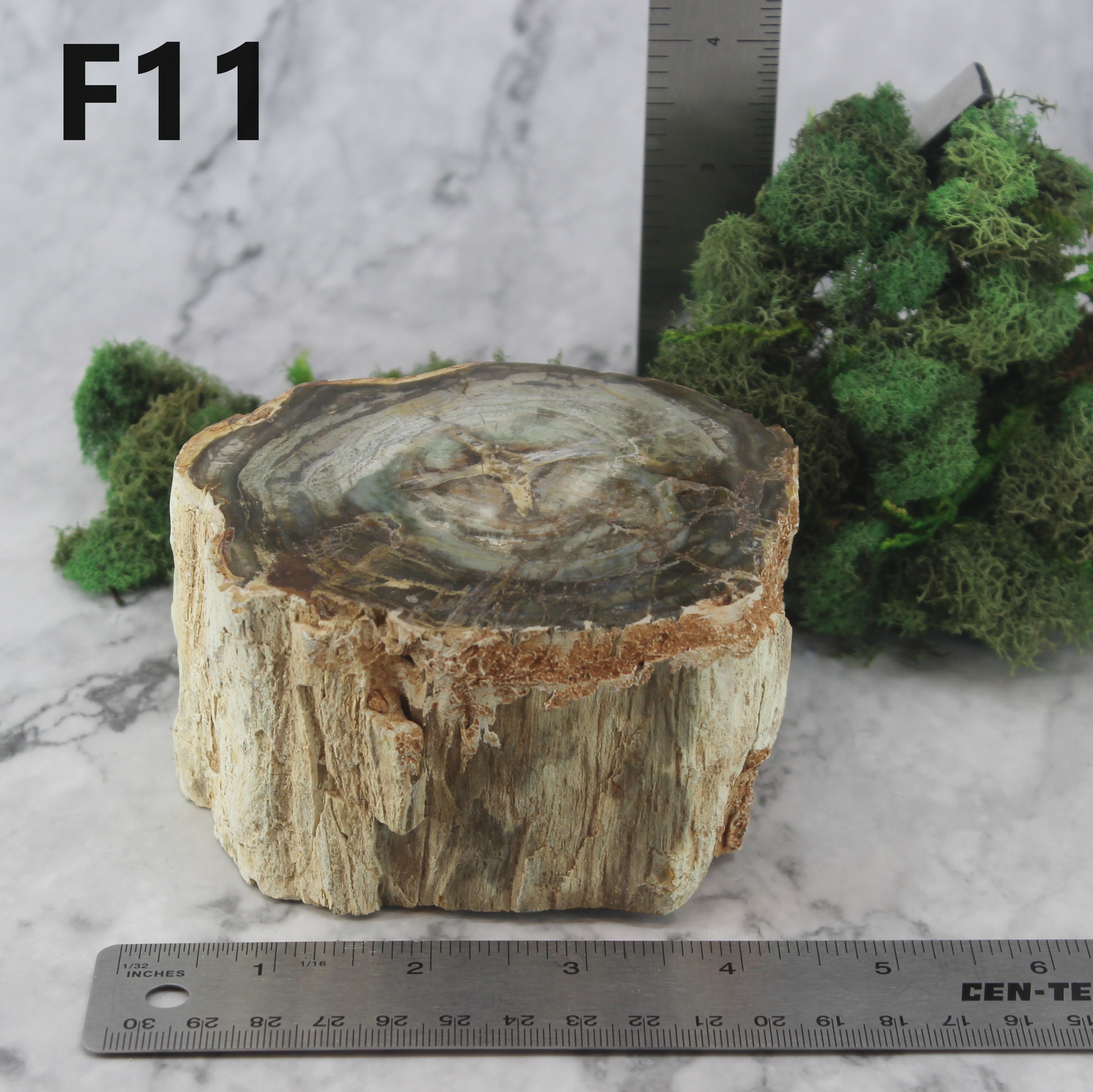 Petrified Wood Branch 3-6"