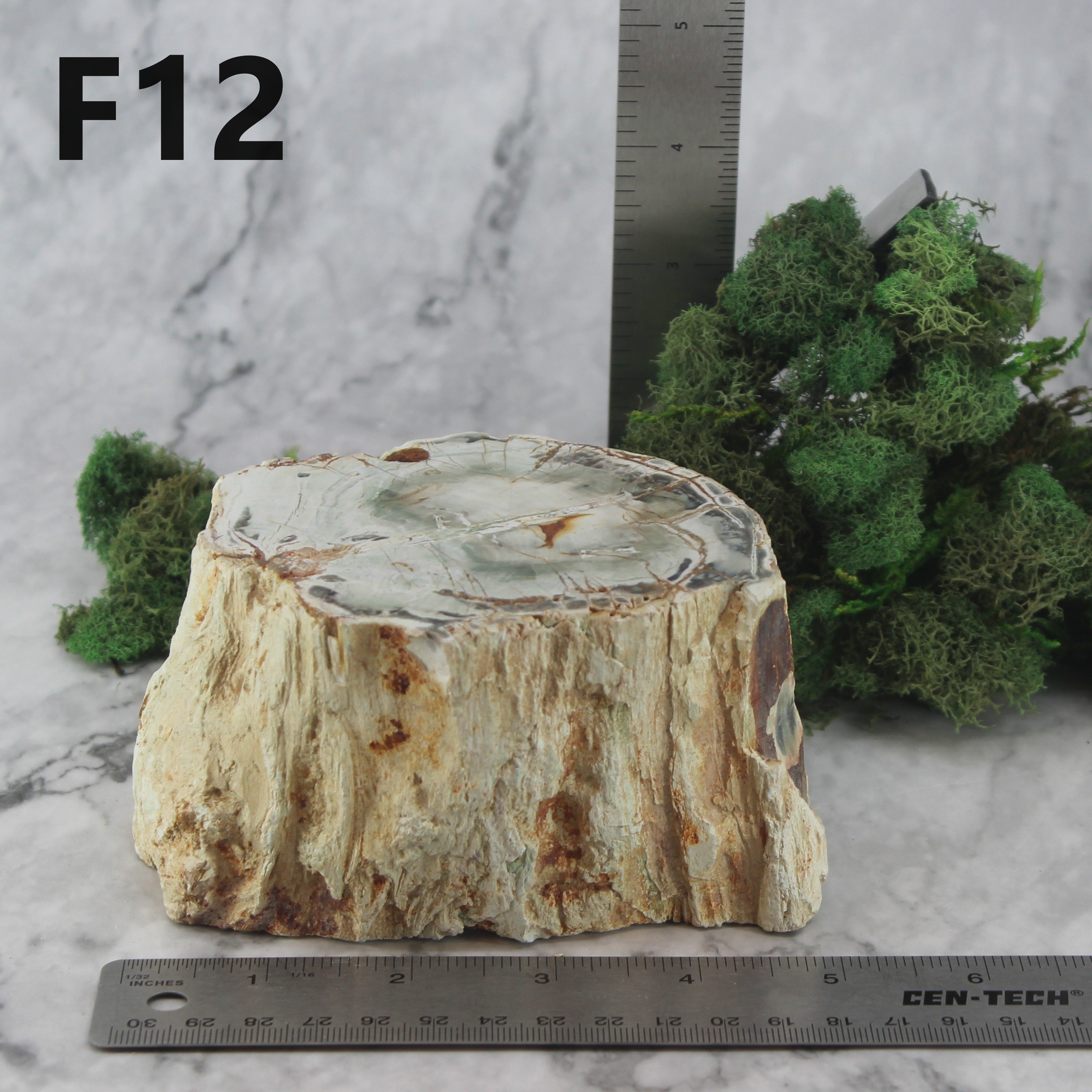 Petrified Wood Branch 3-6"
