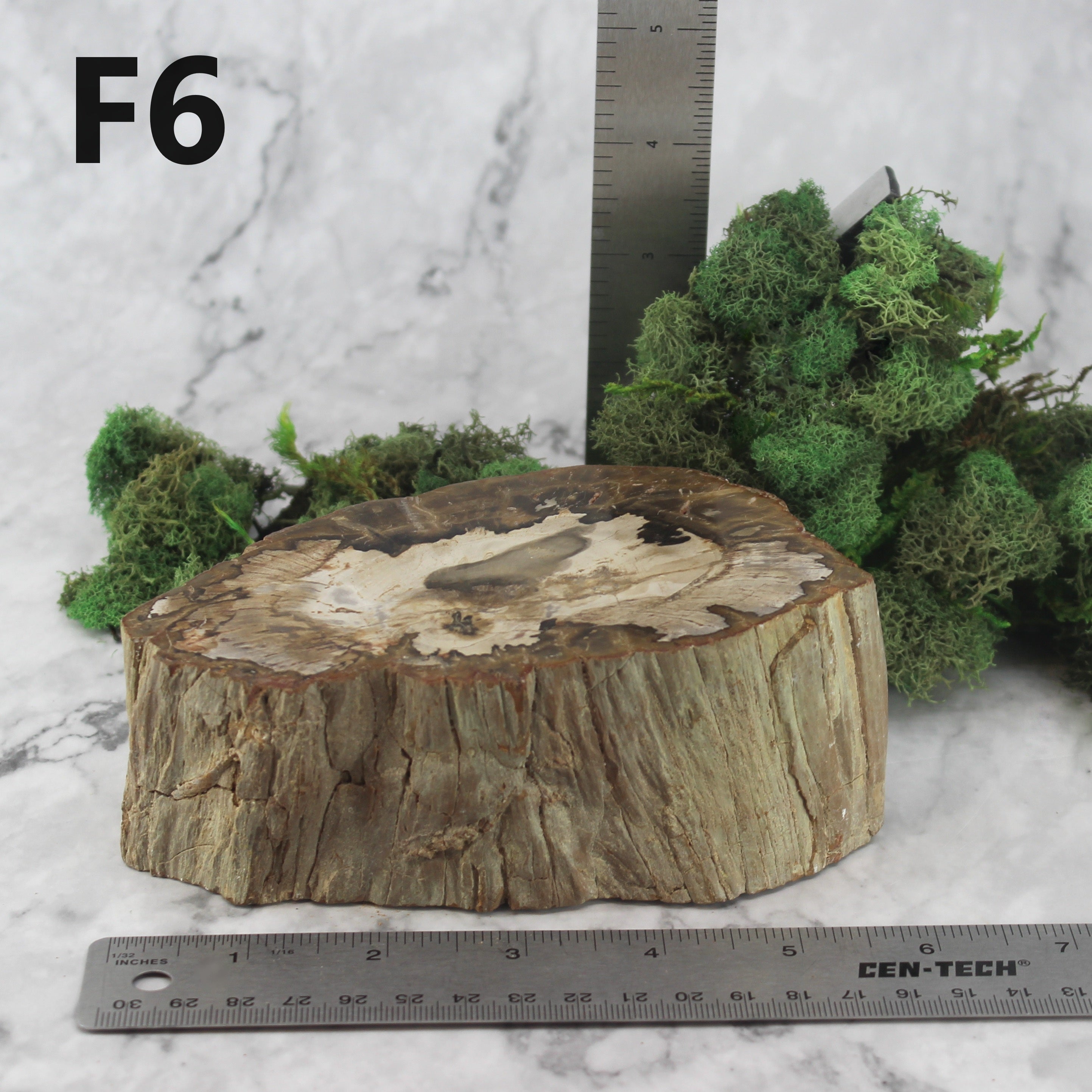 Petrified Wood Branch 3-6"