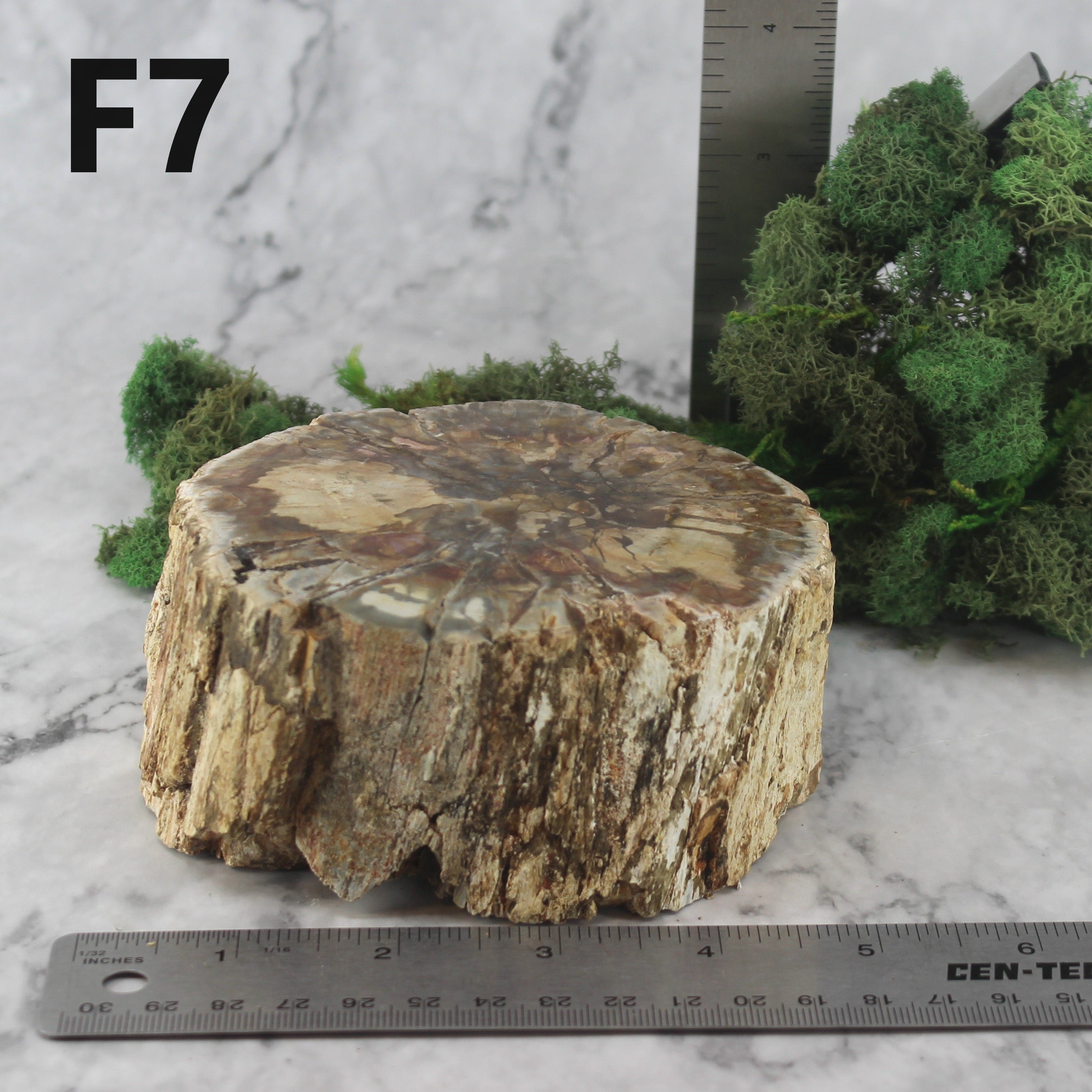 Petrified Wood Branch 3-6"