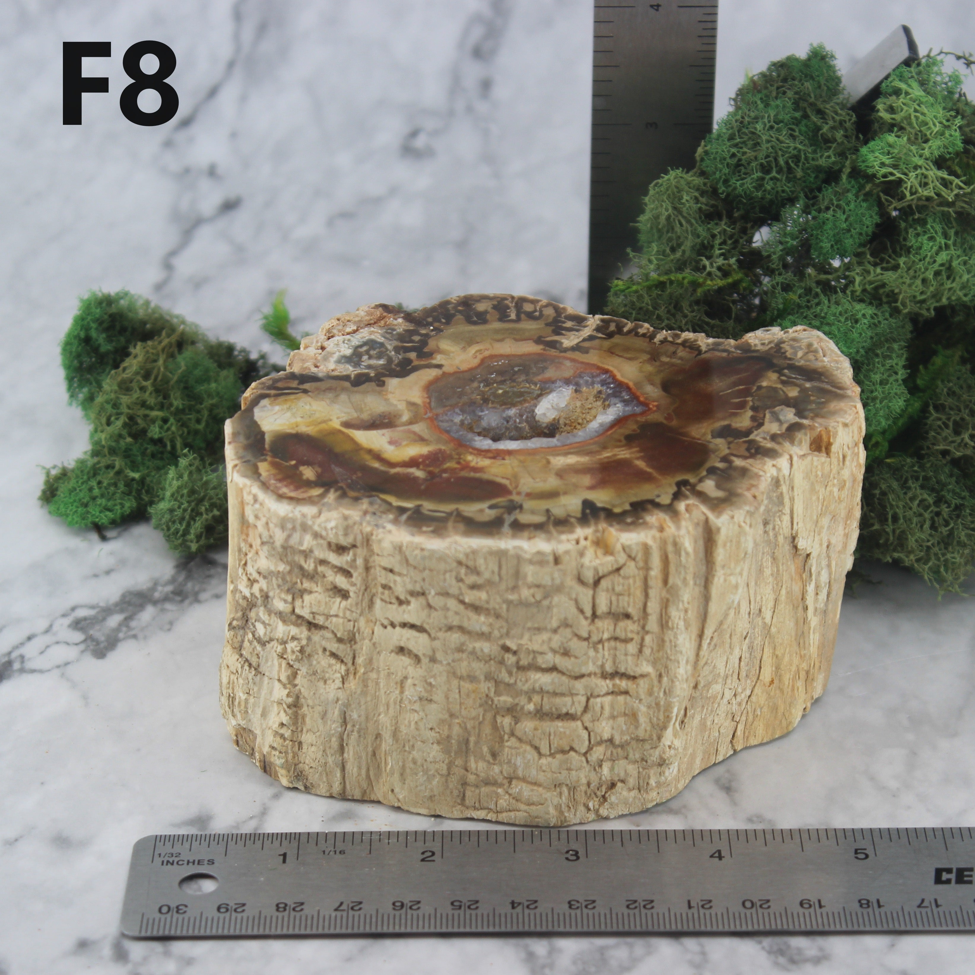 Petrified Wood Branch 3-6"