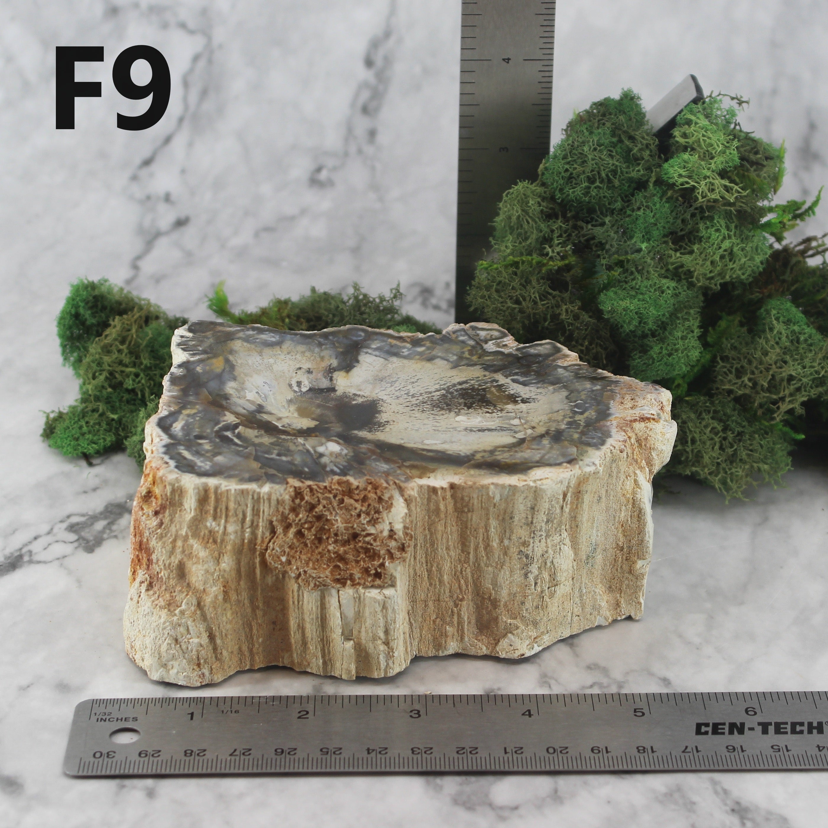 Petrified Wood Branch 3-6"