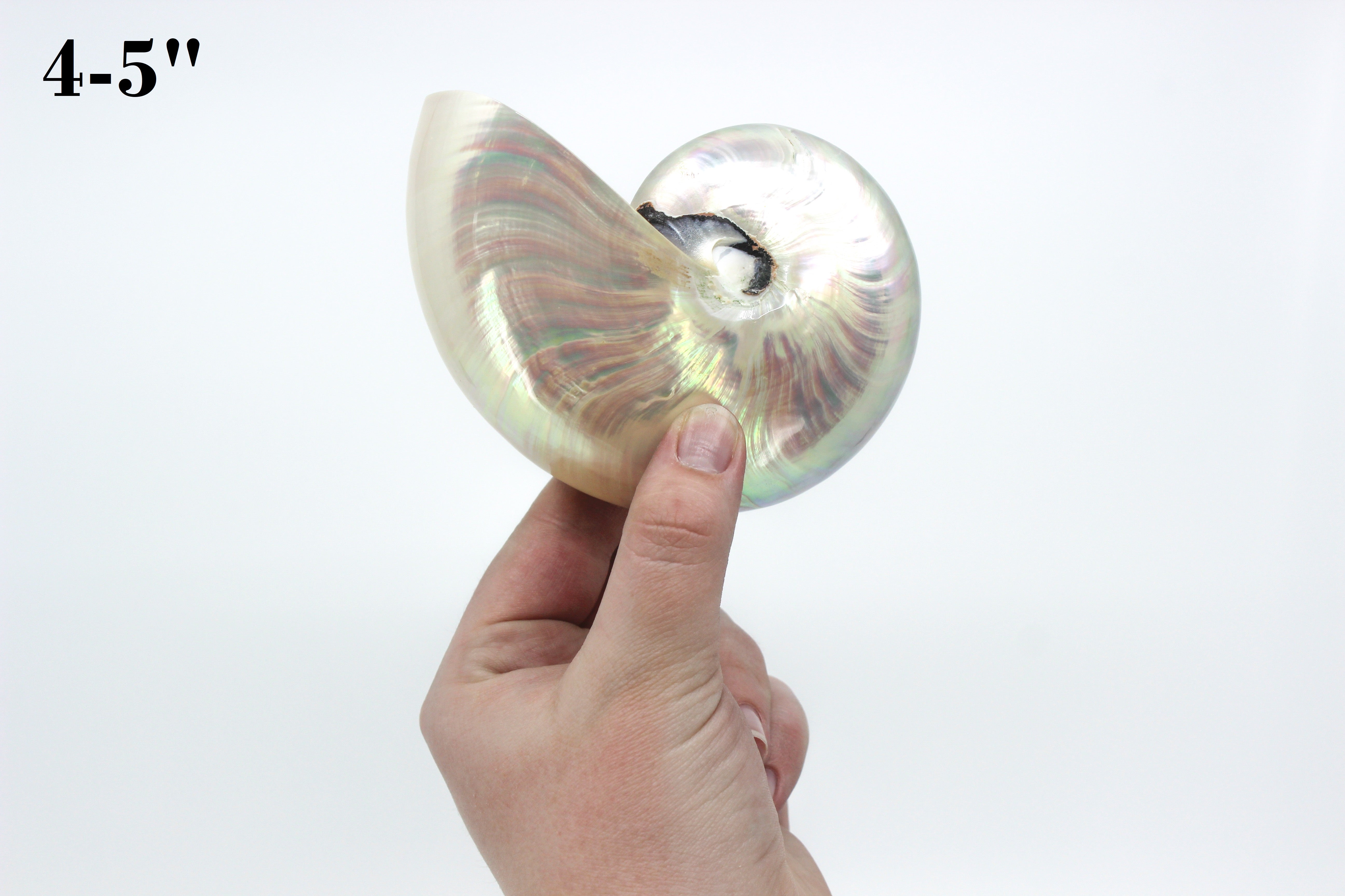 Chambered Nautilus Polished
