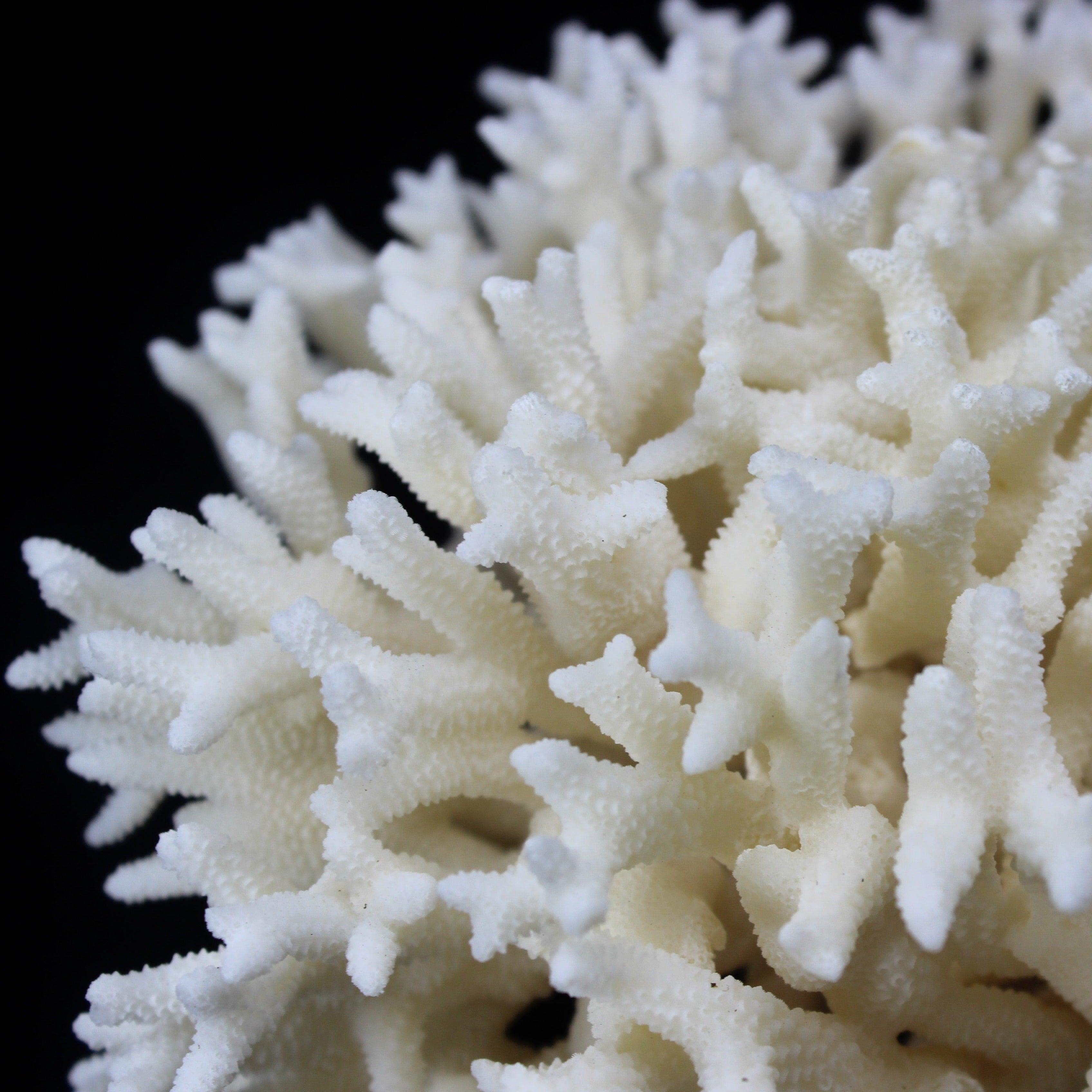 Birdsnest Coral 10-12"