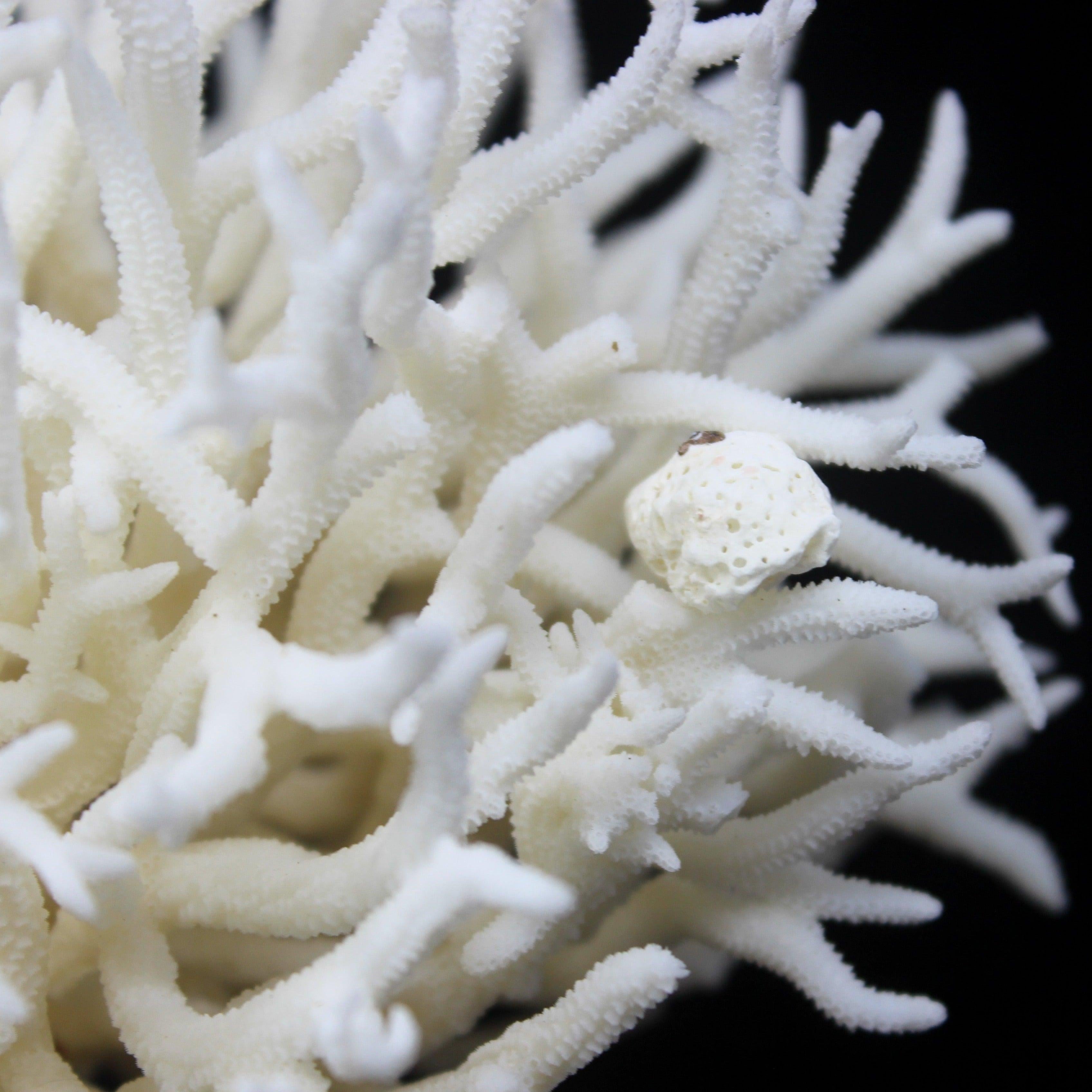 Birdsnest Coral 5-7"
