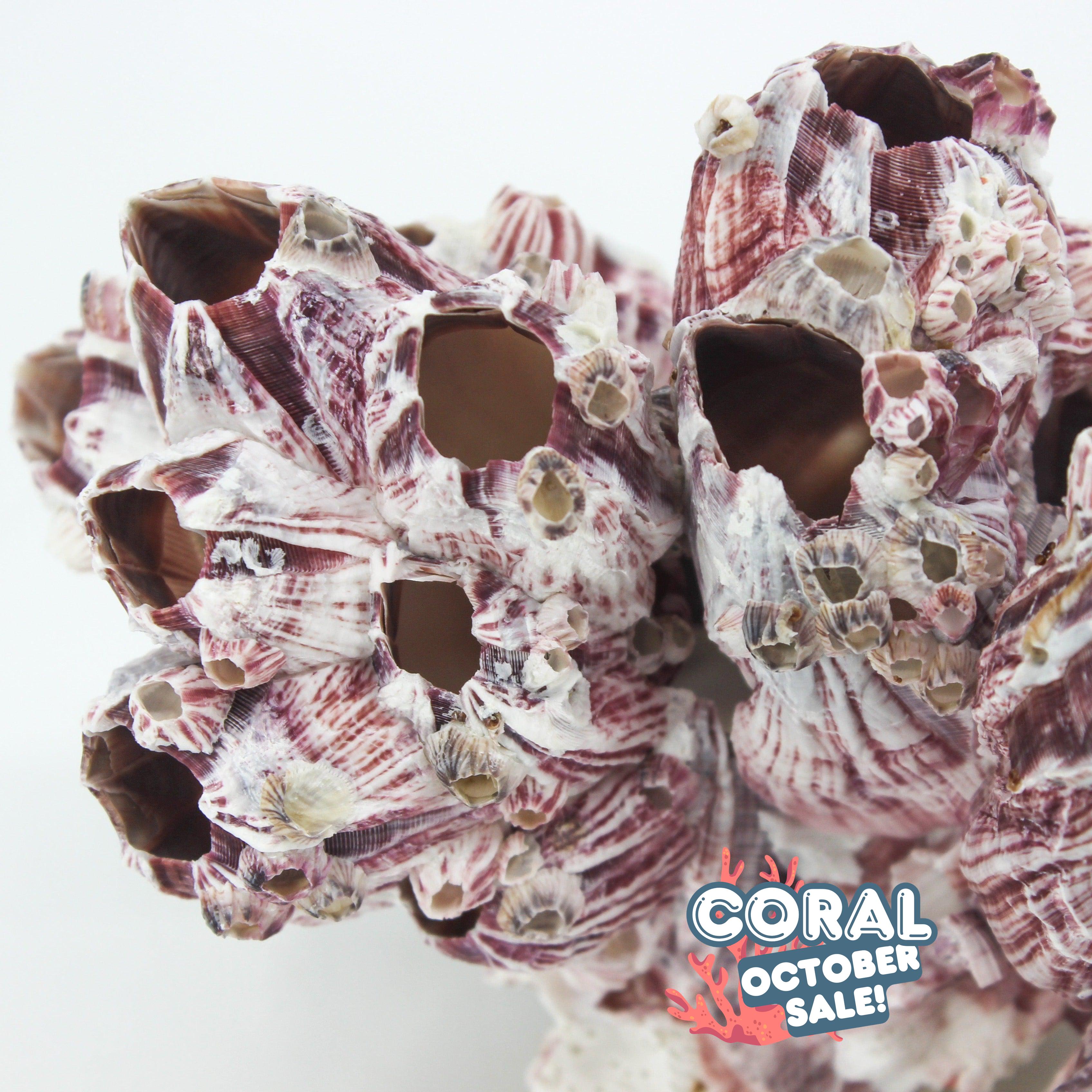 Barnacles 3-5"