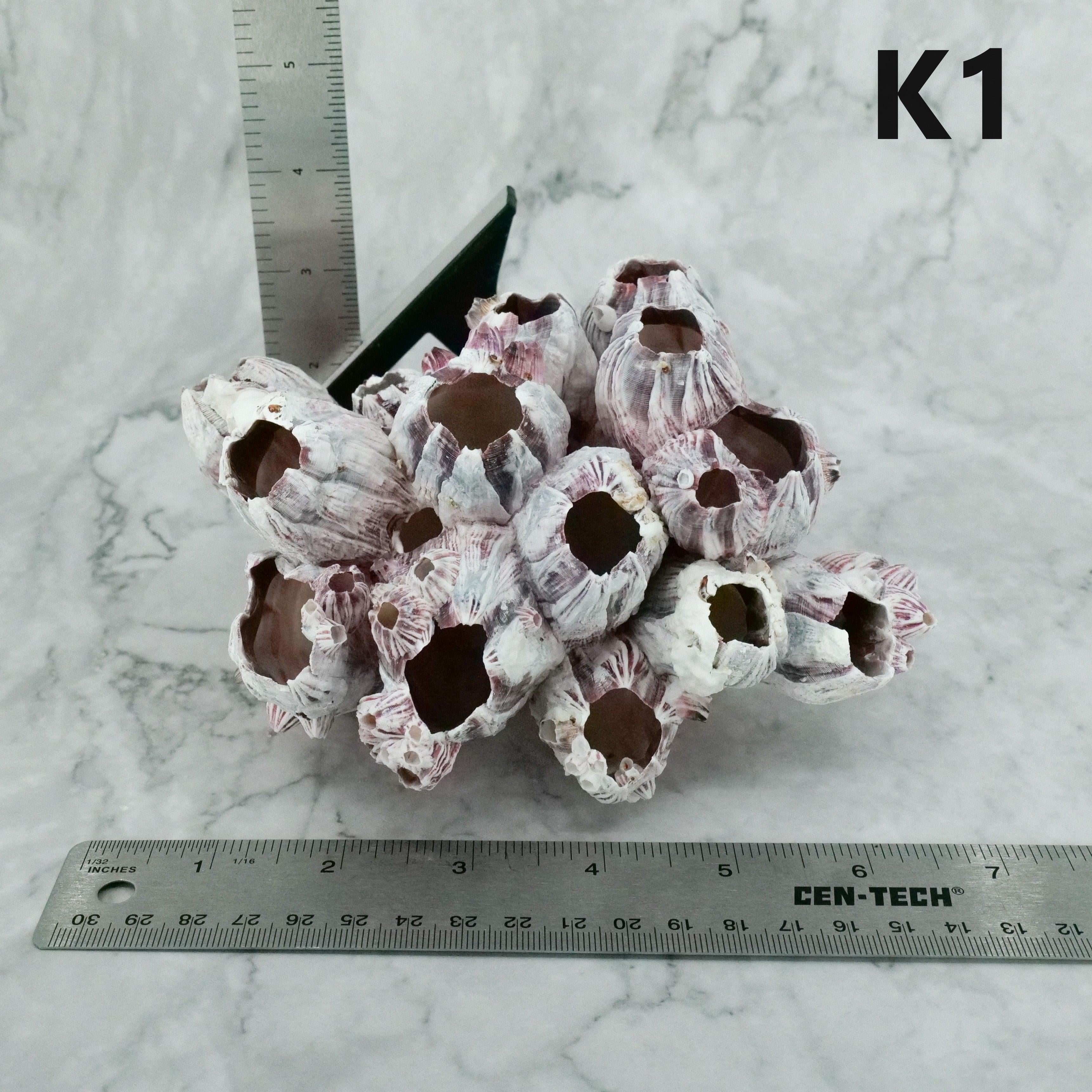 Barnacles 5-7"