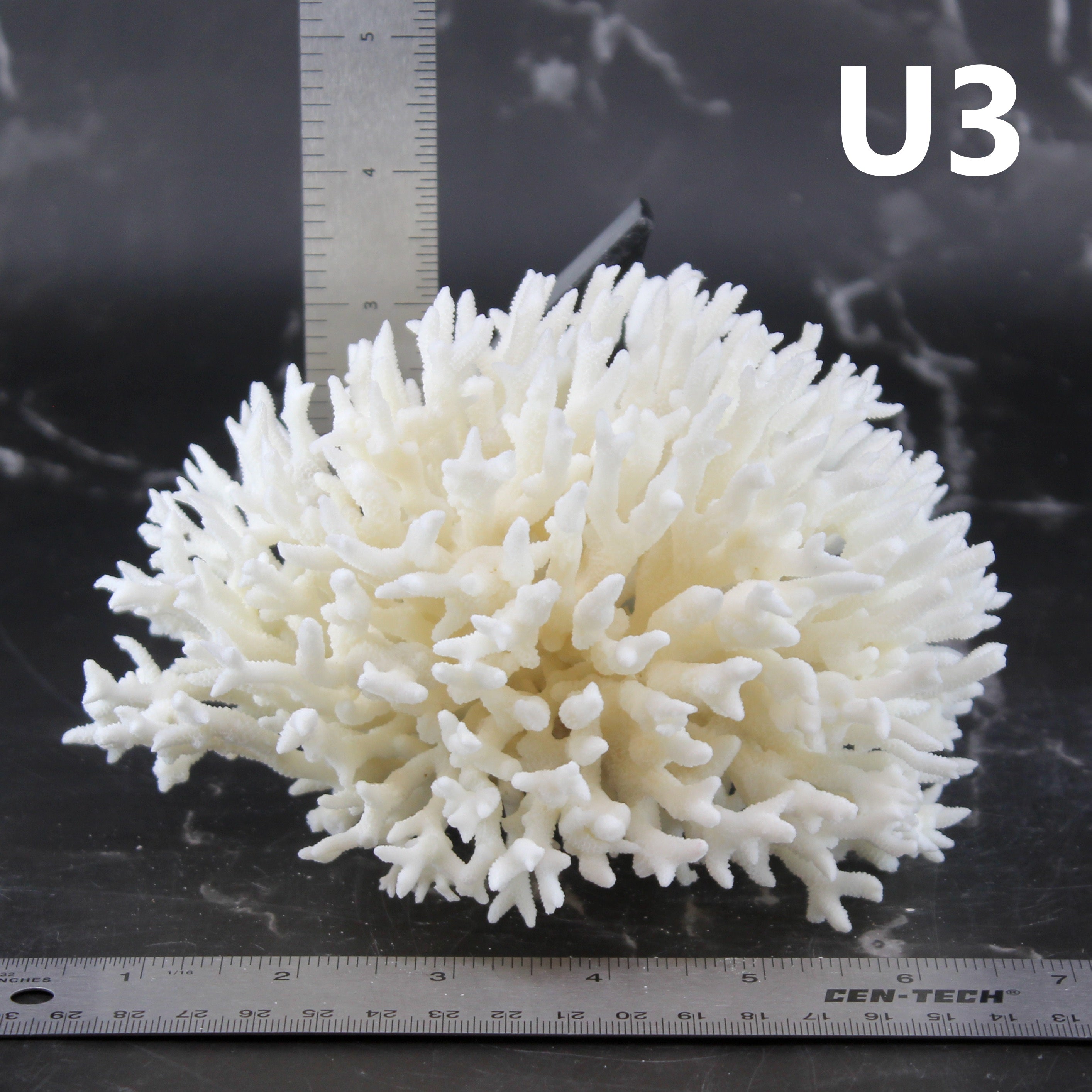 Birdsnest Coral 5-7"