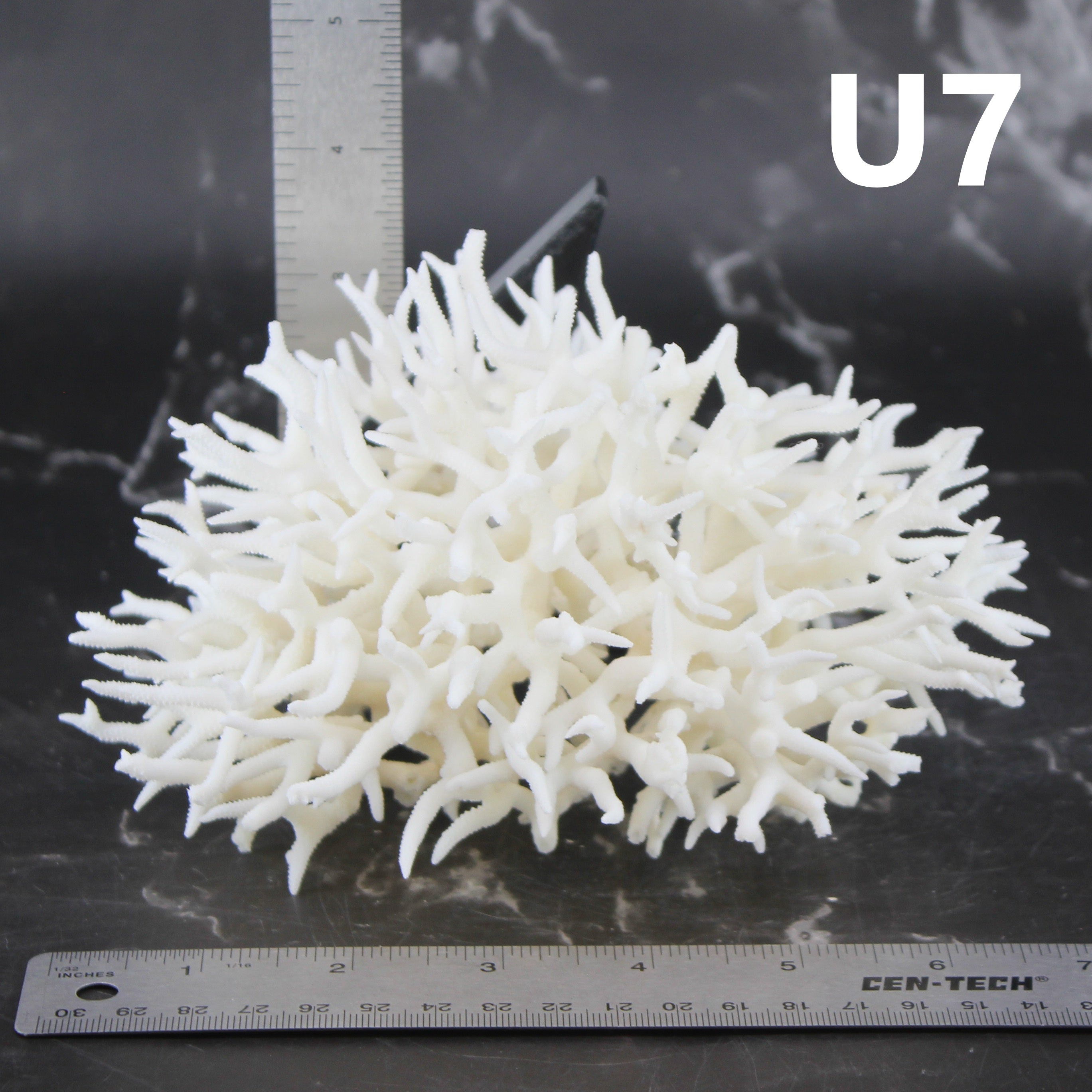 Birdsnest Coral 5-7"