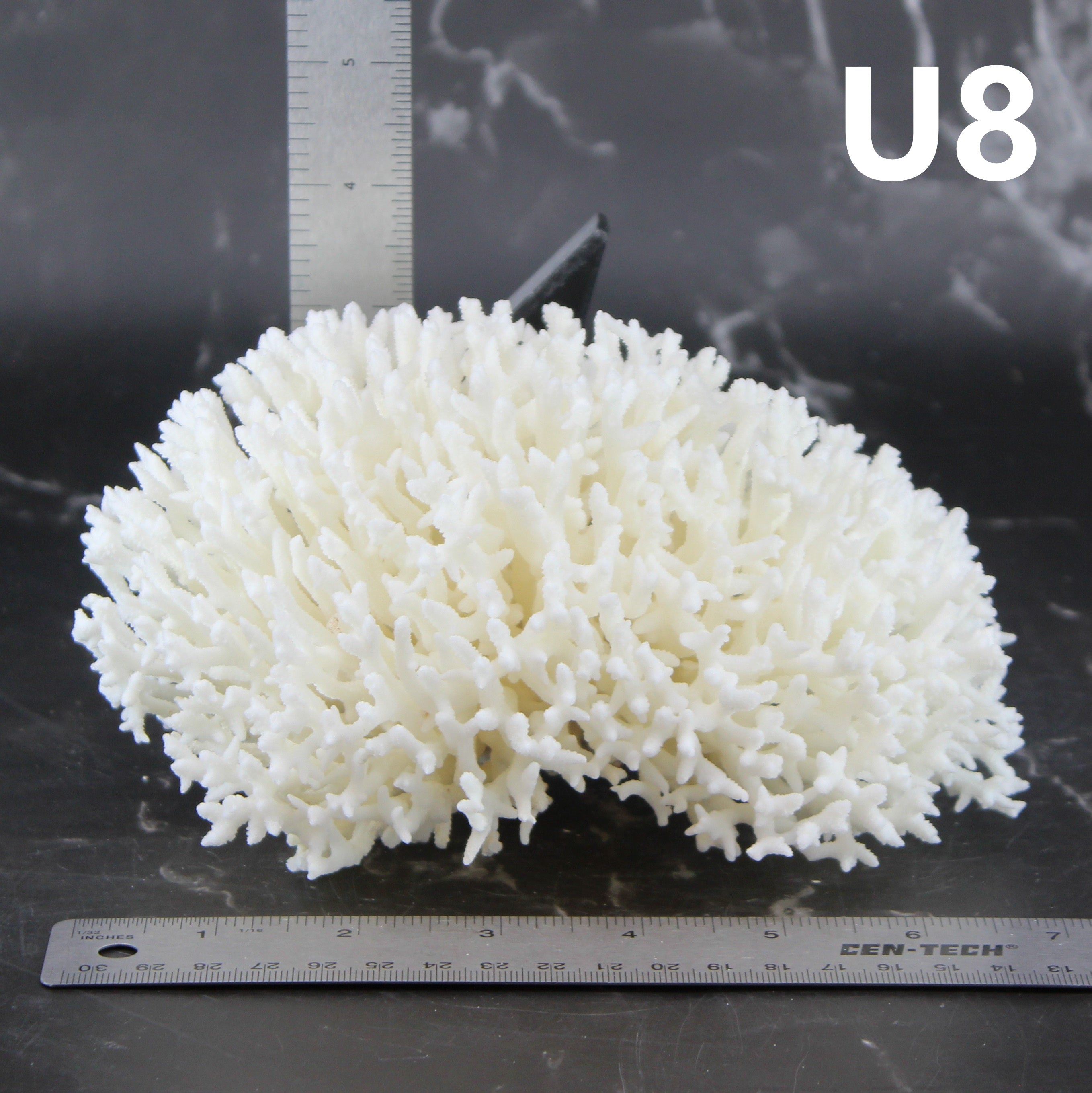 Birdsnest Coral 5-7"
