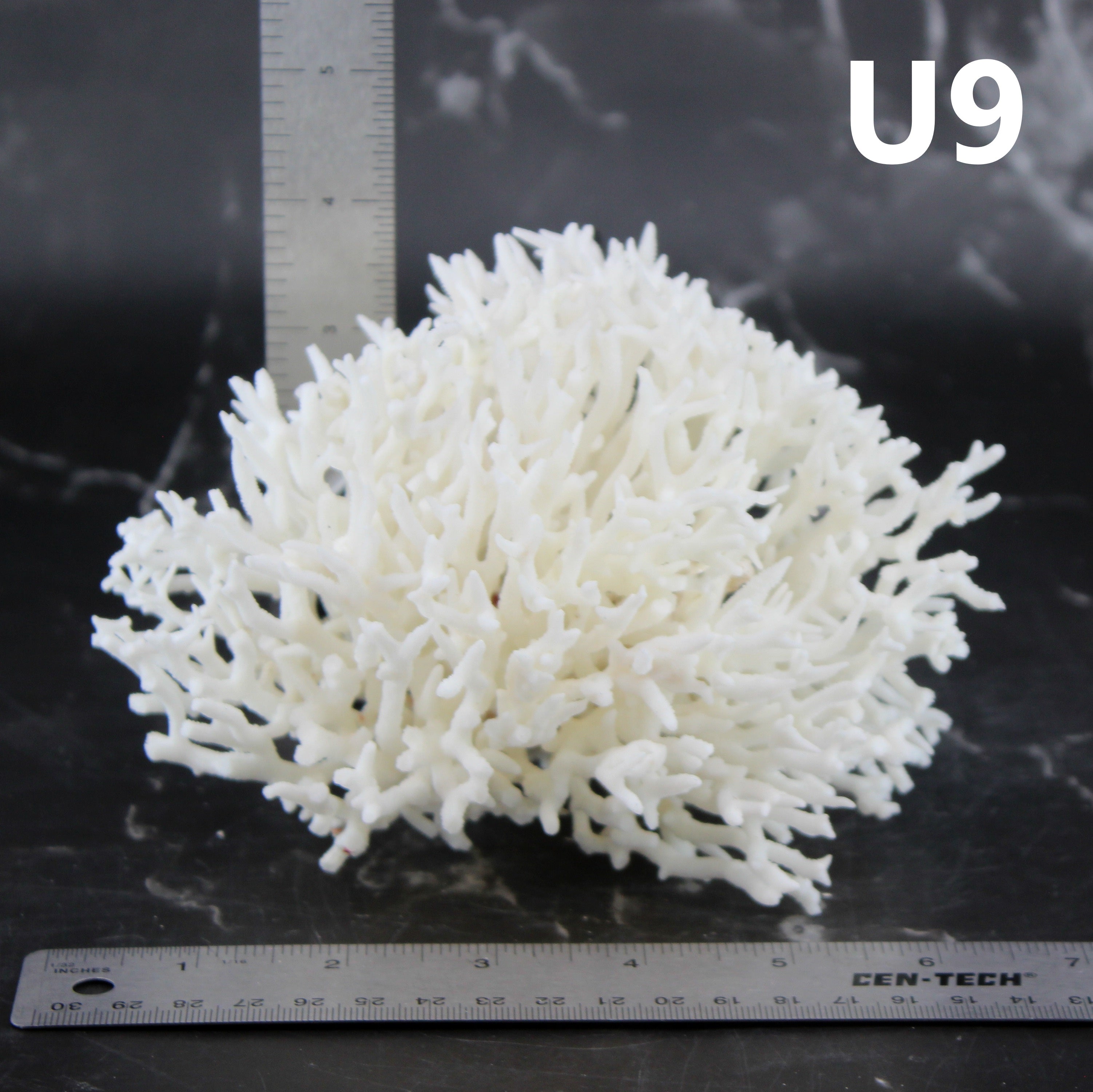 Birdsnest Coral 5-7"