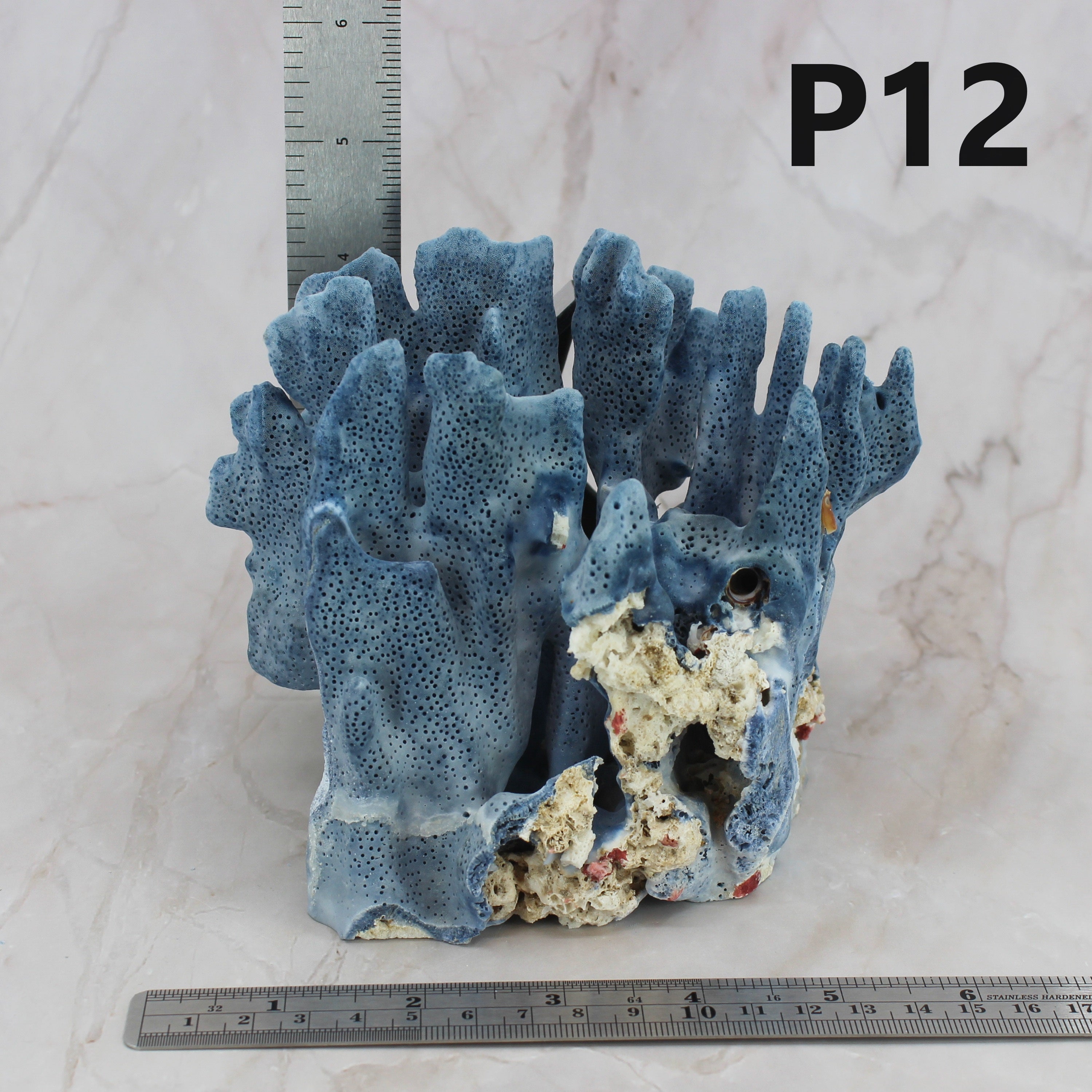 Blue Coral 5-7"