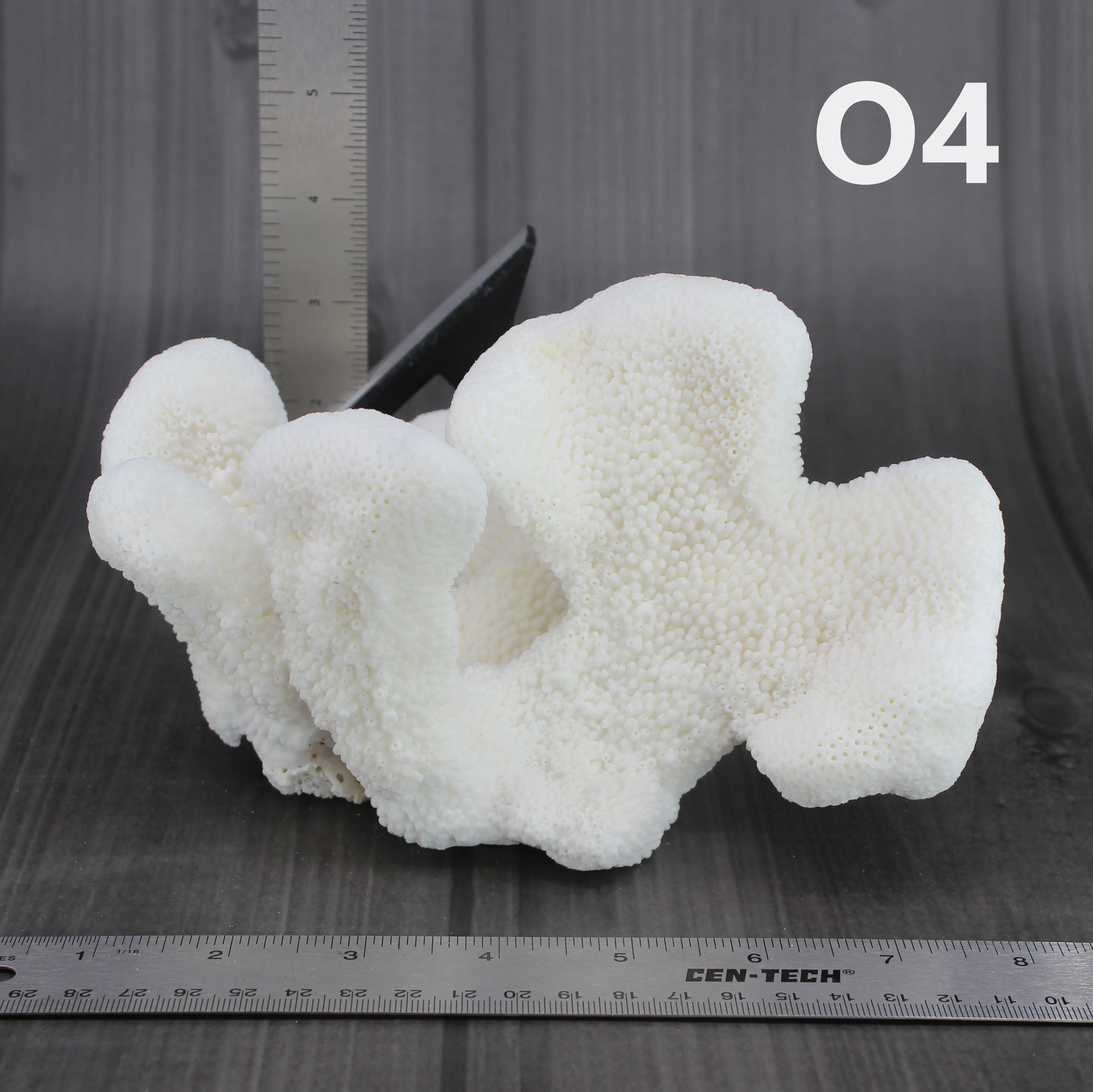 Catspaw Coral 5-7"