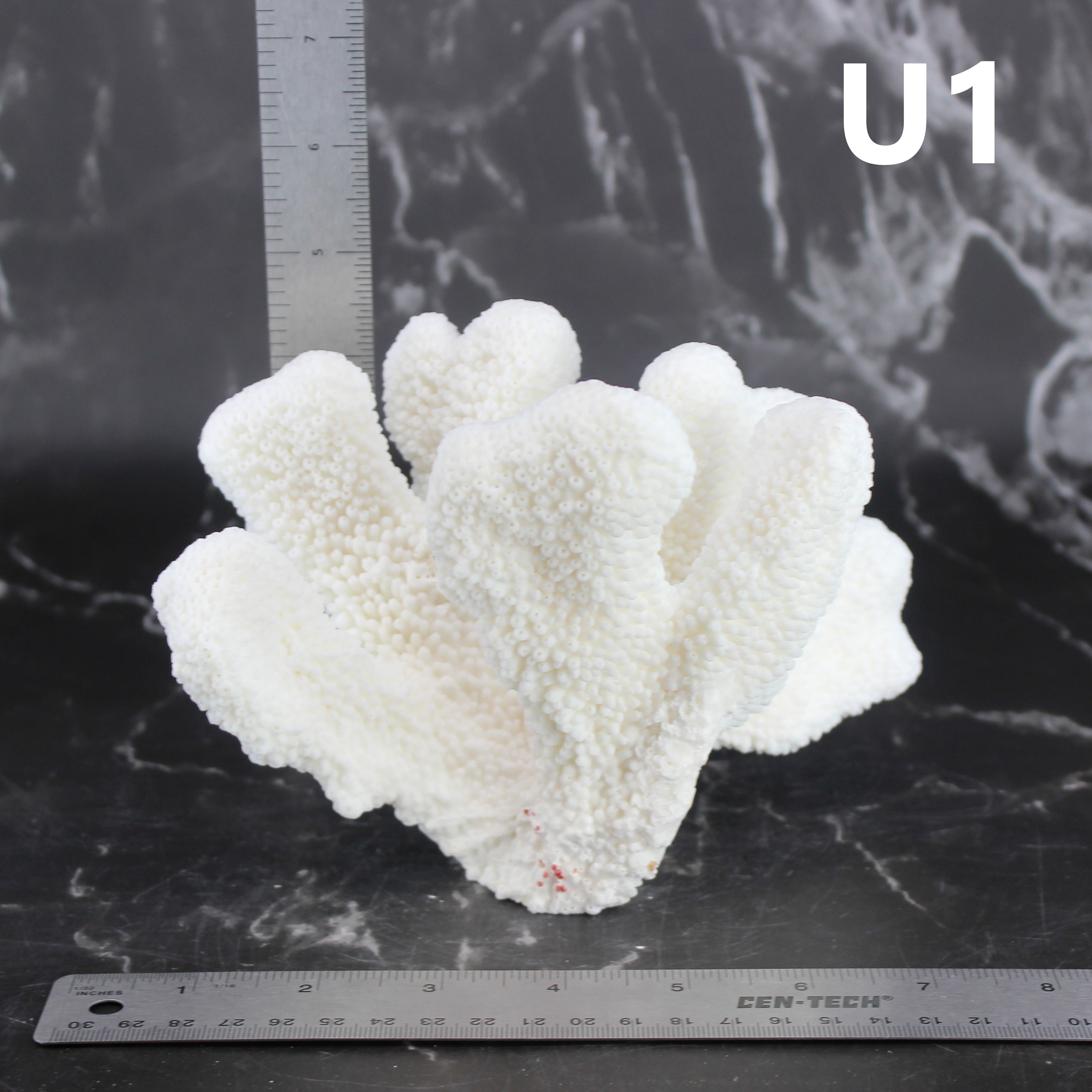 Catspaw Coral 5-7"