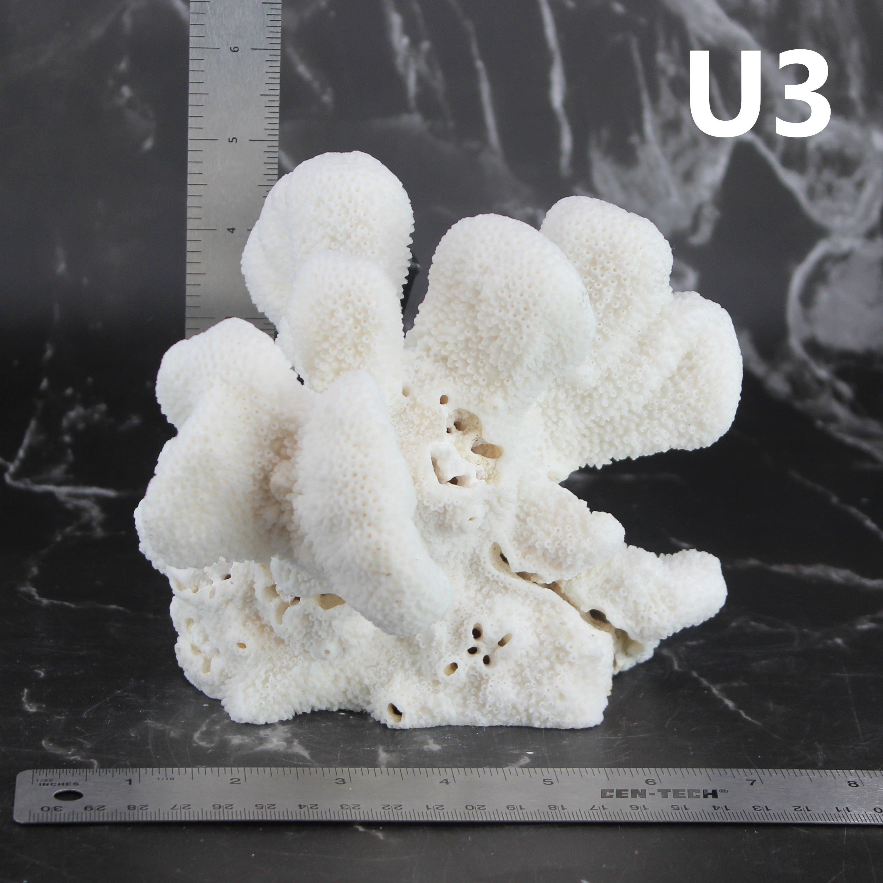 Catspaw Coral 5-7"