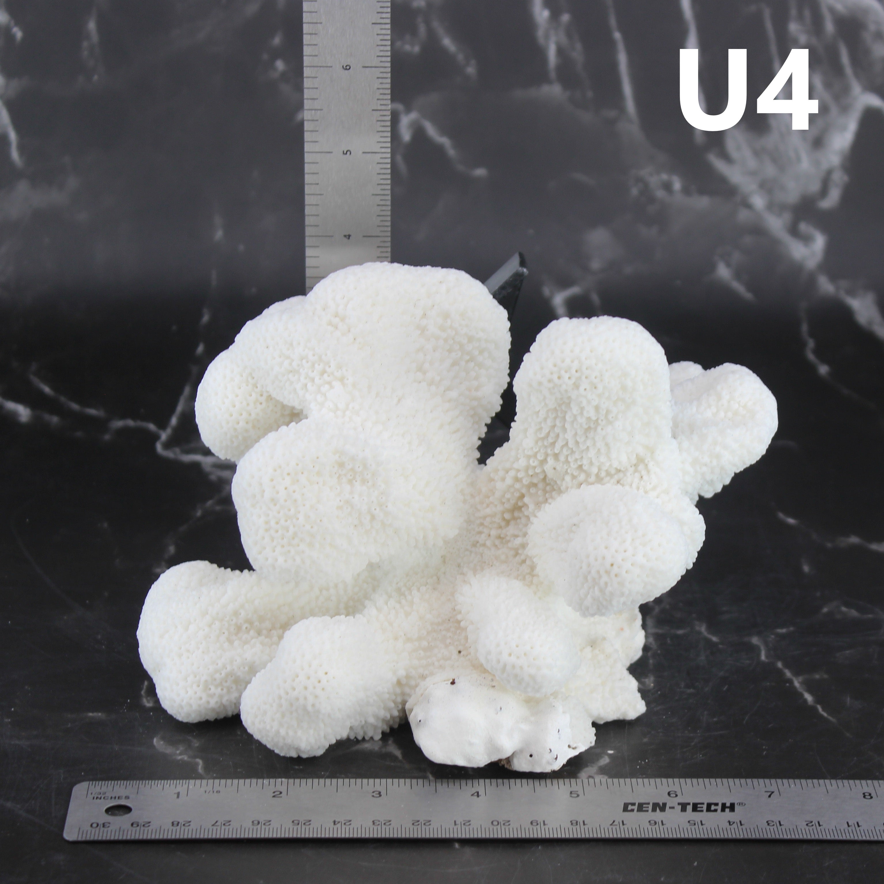 Catspaw Coral 5-7"