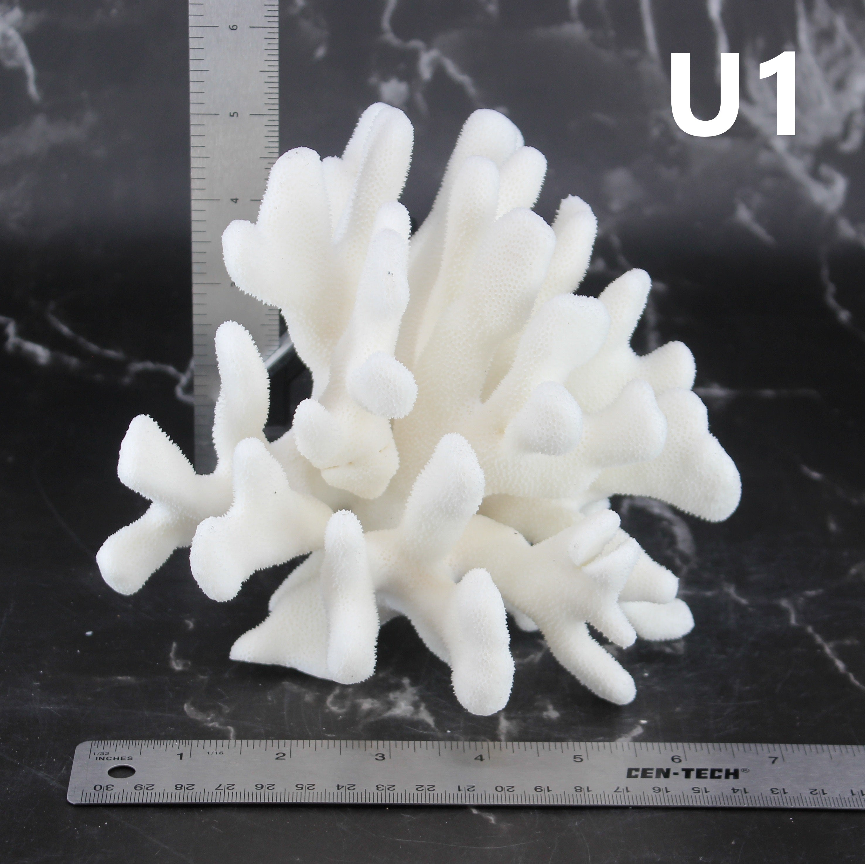 Elkhorn Coral 5-7"