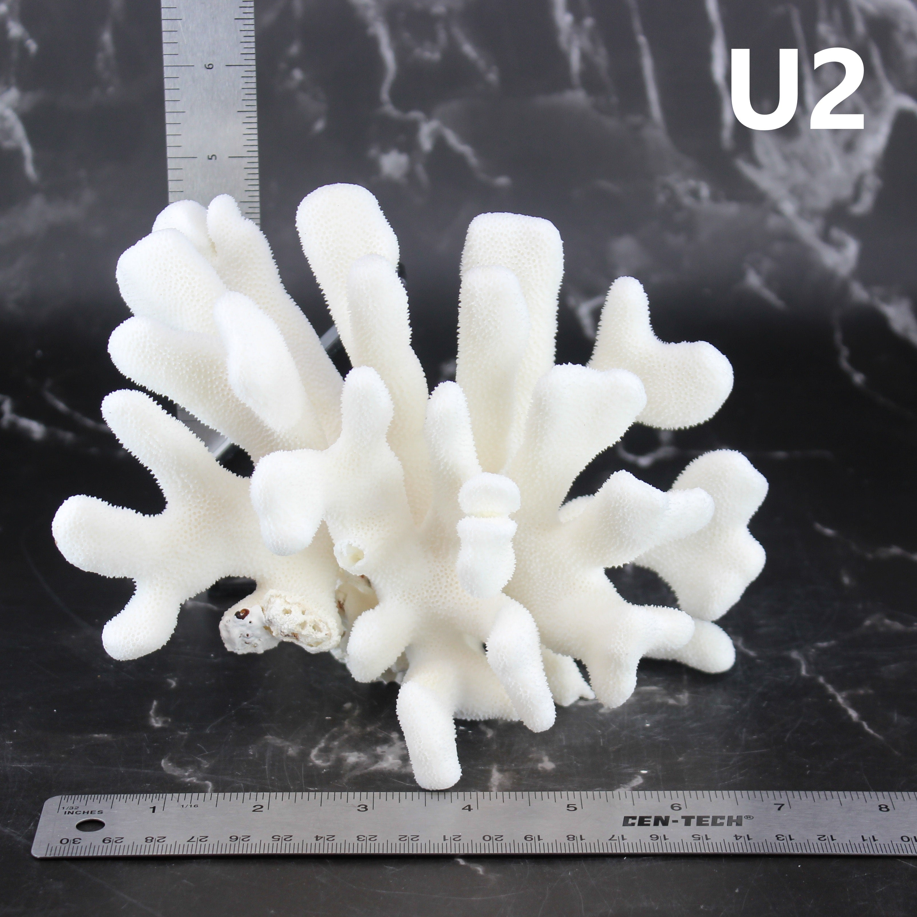 Elkhorn Coral 5-7"