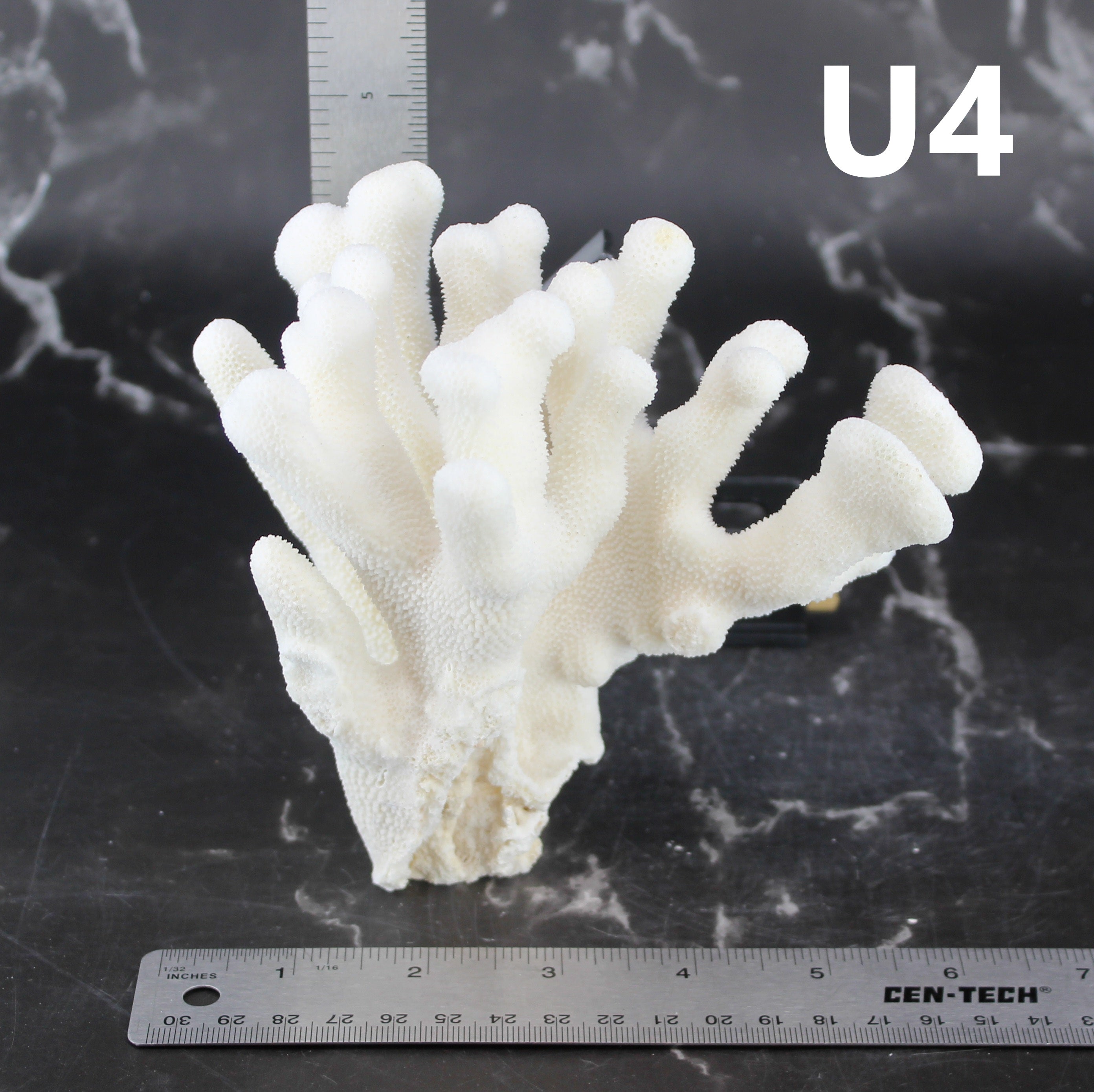 Elkhorn Coral 5-7"