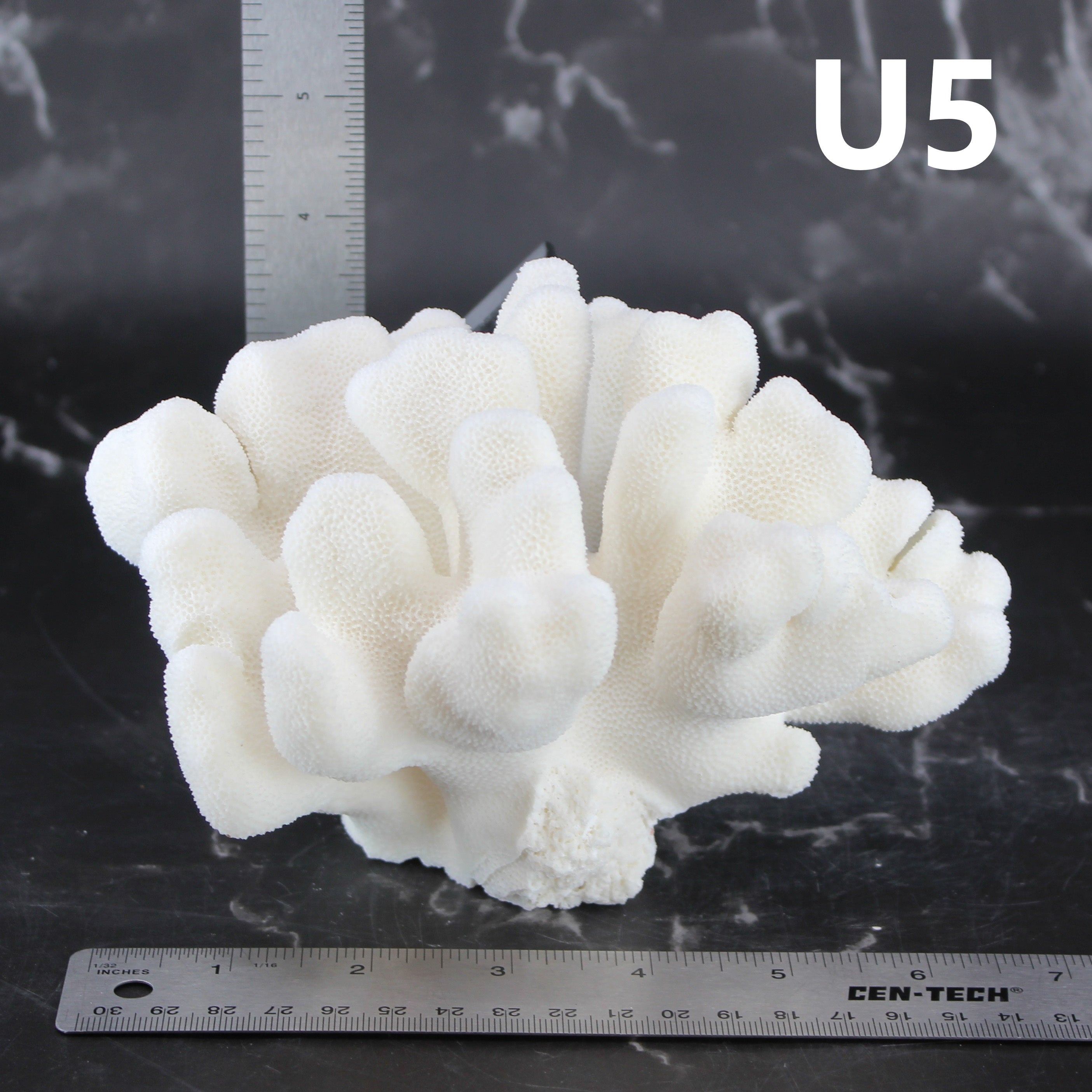 Elkhorn Coral 5-7"