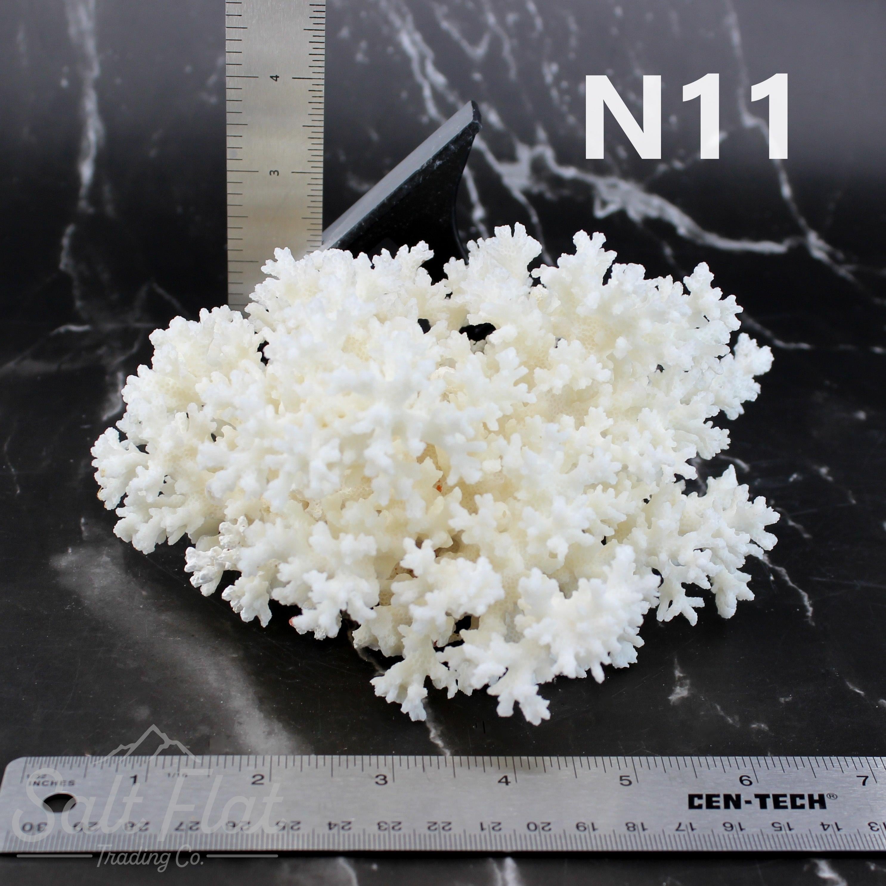 Lace Coral 5-7"