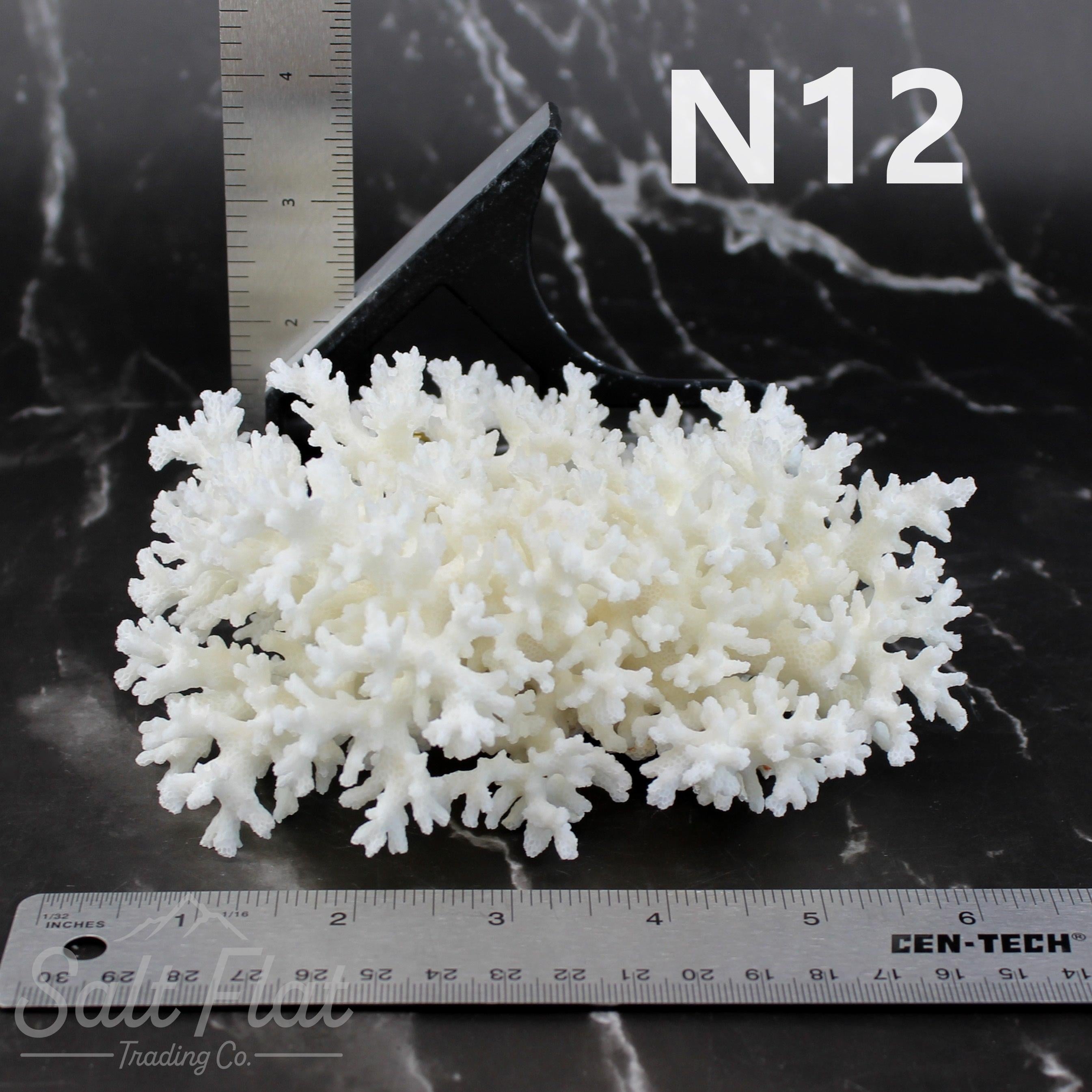 Lace Coral 5-7"