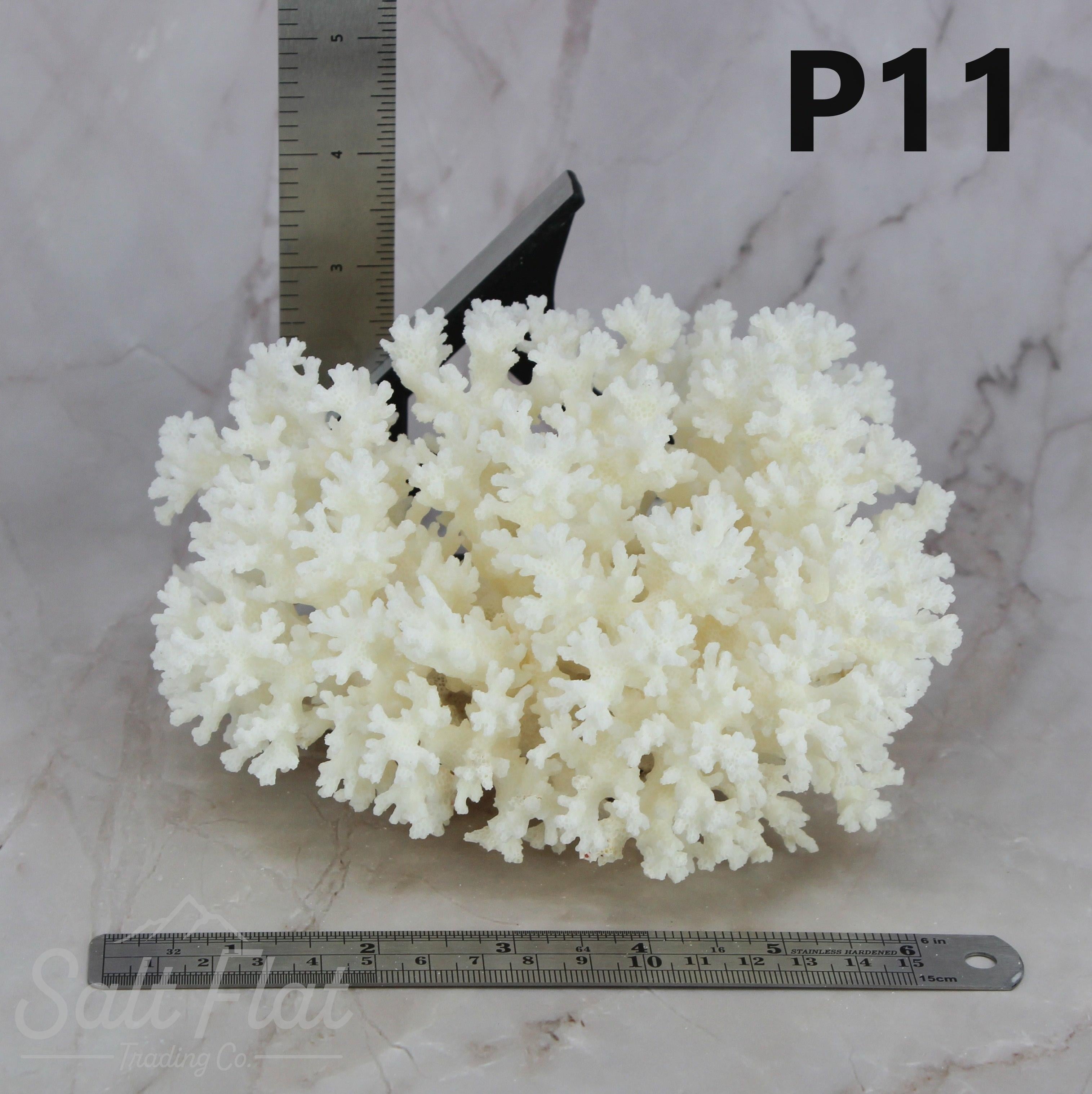 Lace Coral 5-7"