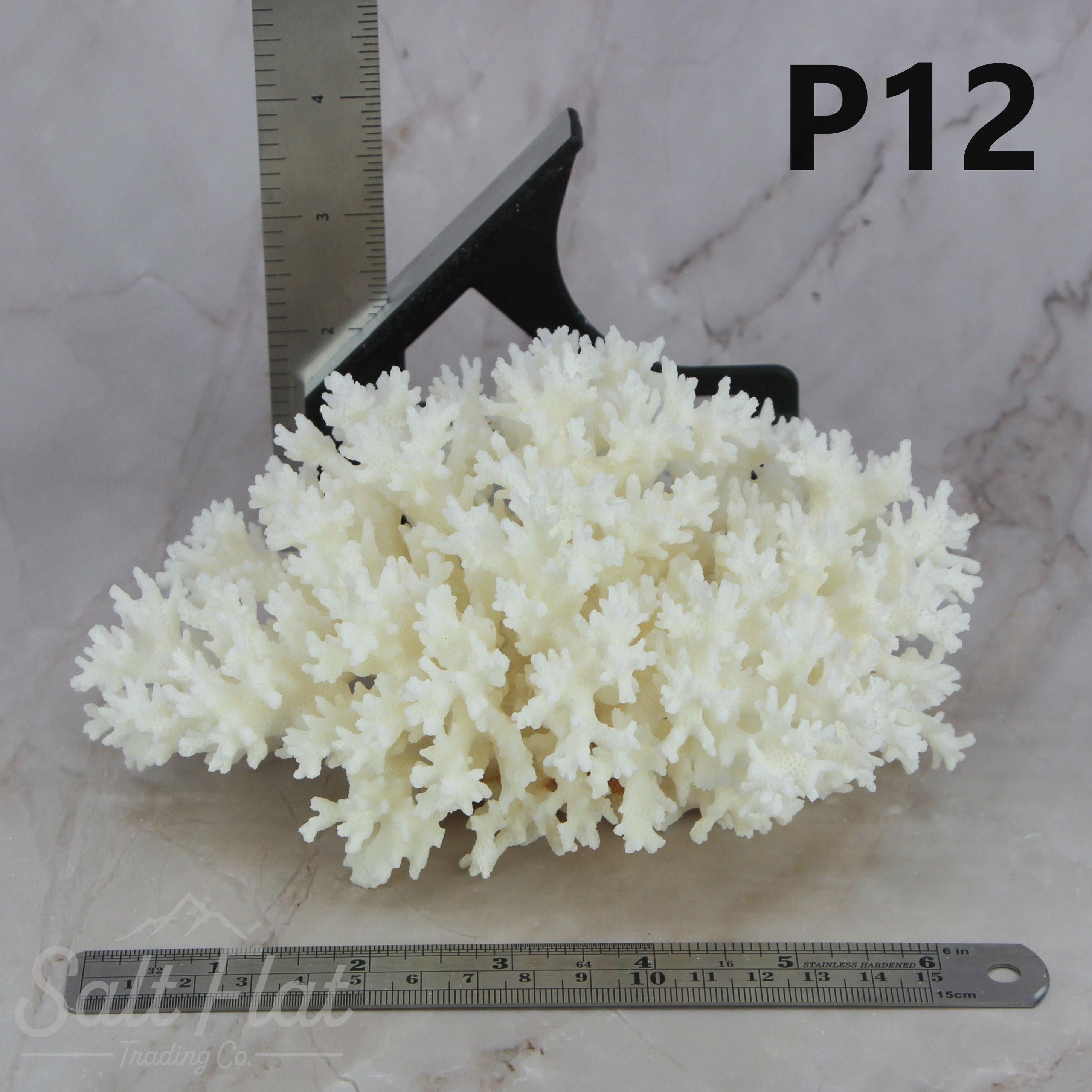 Lace Coral 5-7"