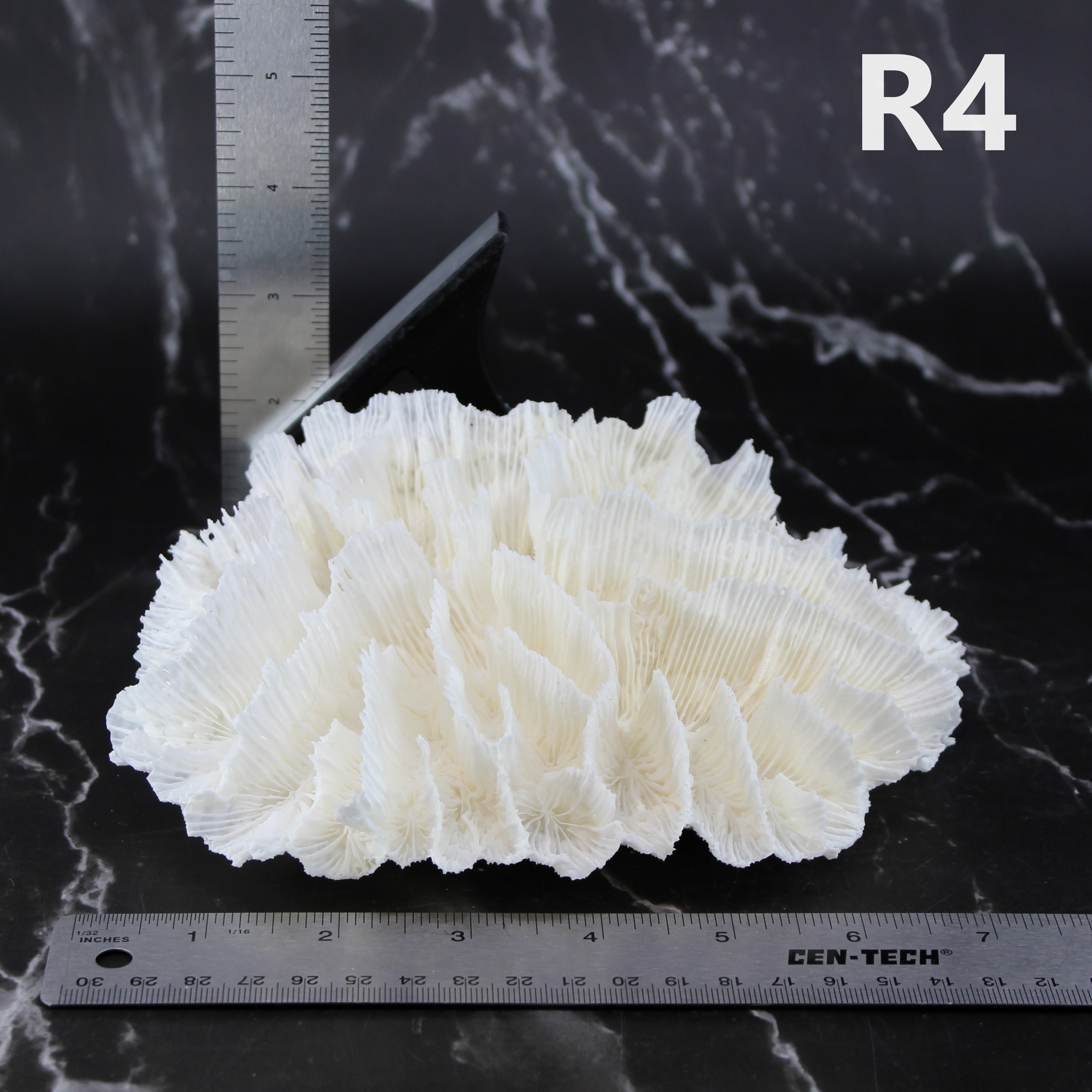 Lettuce Coral 5-7"