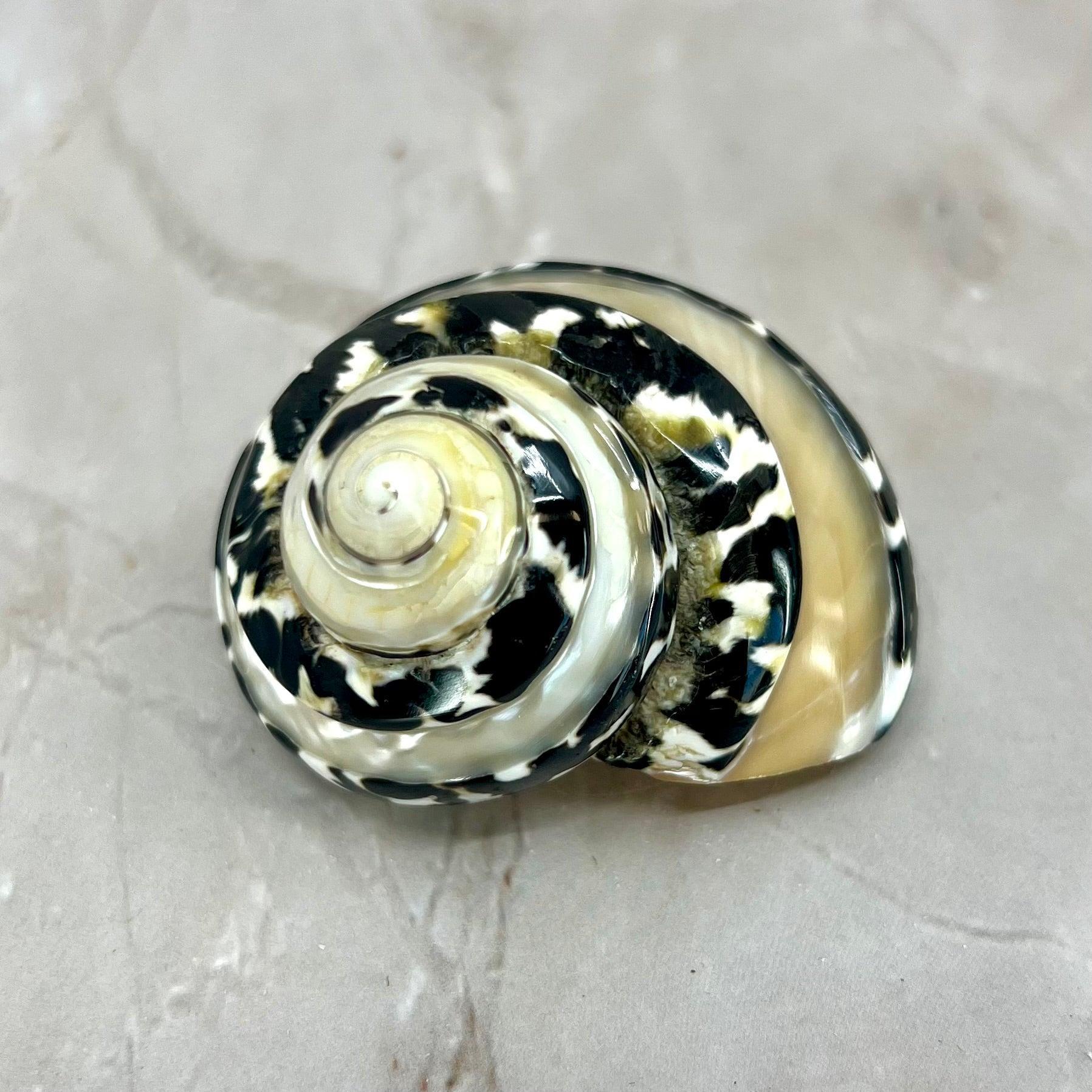 Magpie Banded 1.5-2"