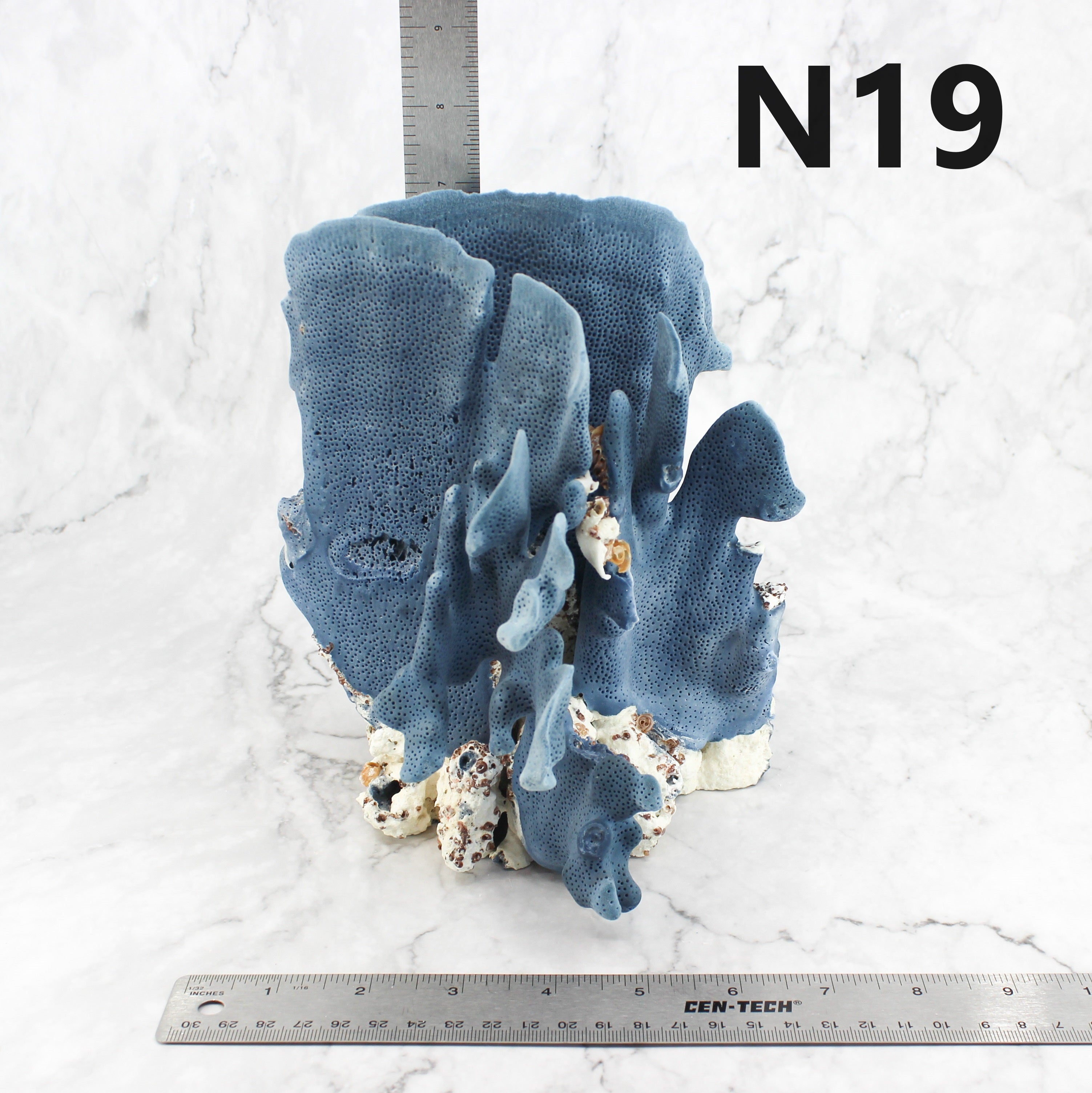 Blue Coral 7-10"