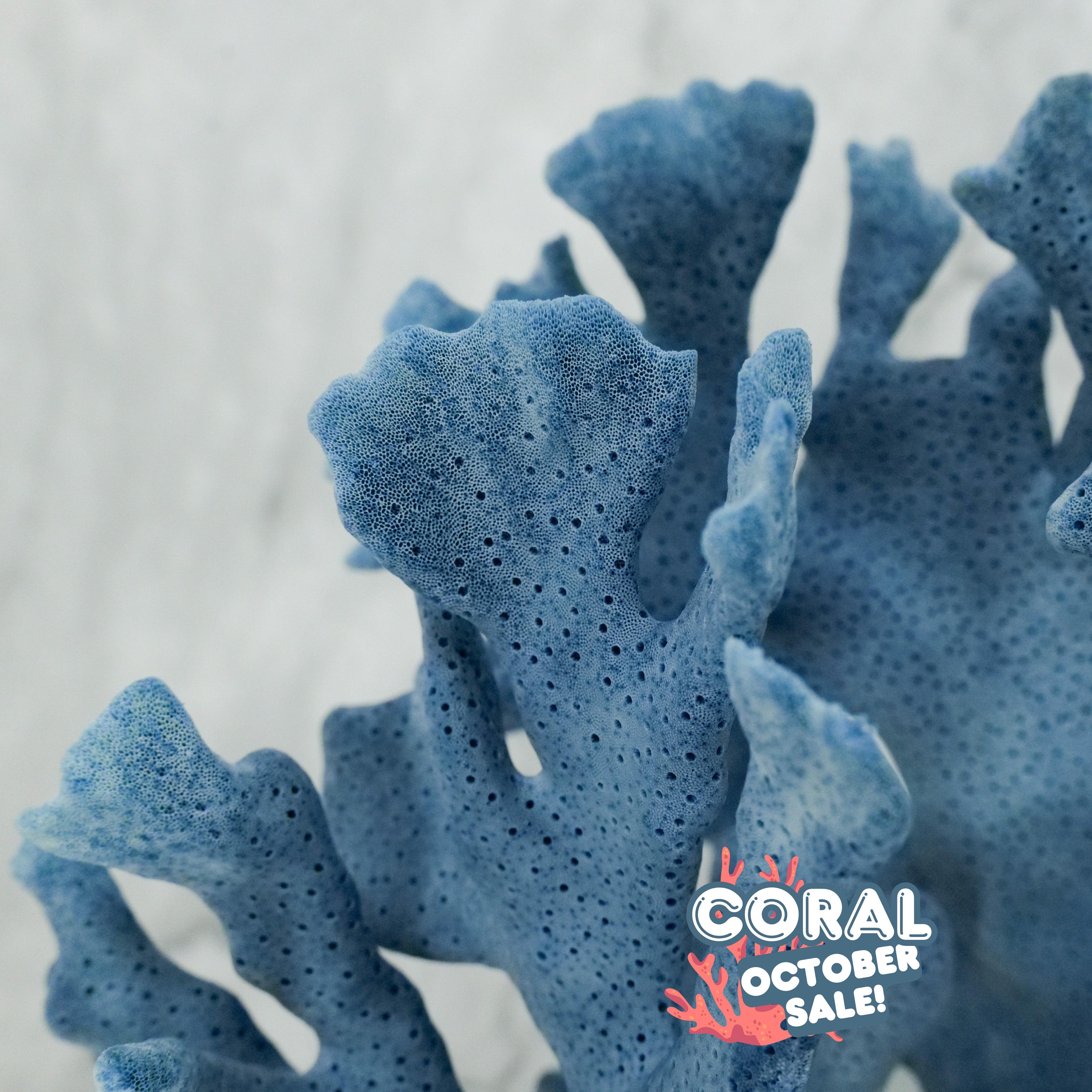 Blue Coral 7-10"