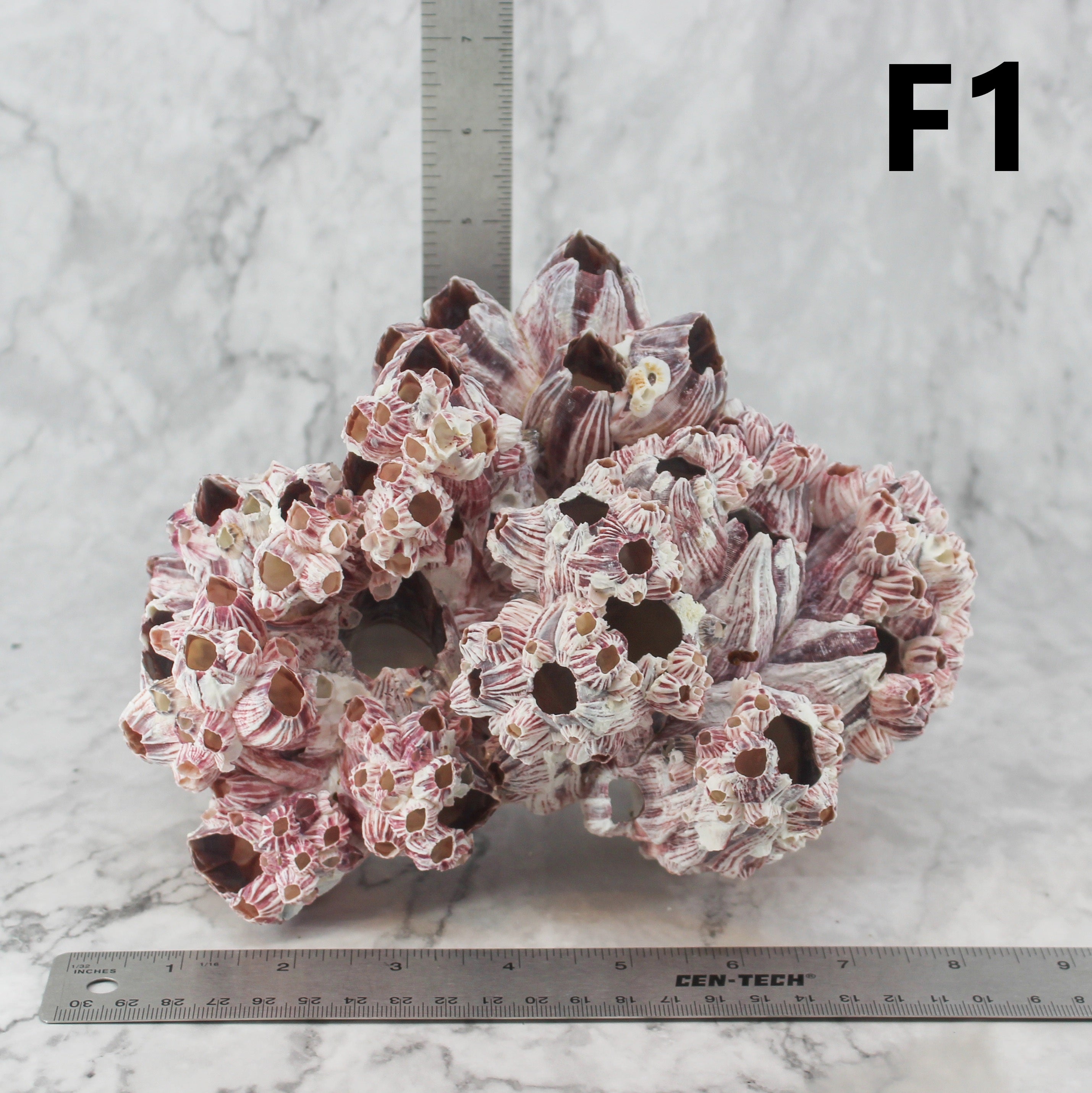 Barnacles 7-10"