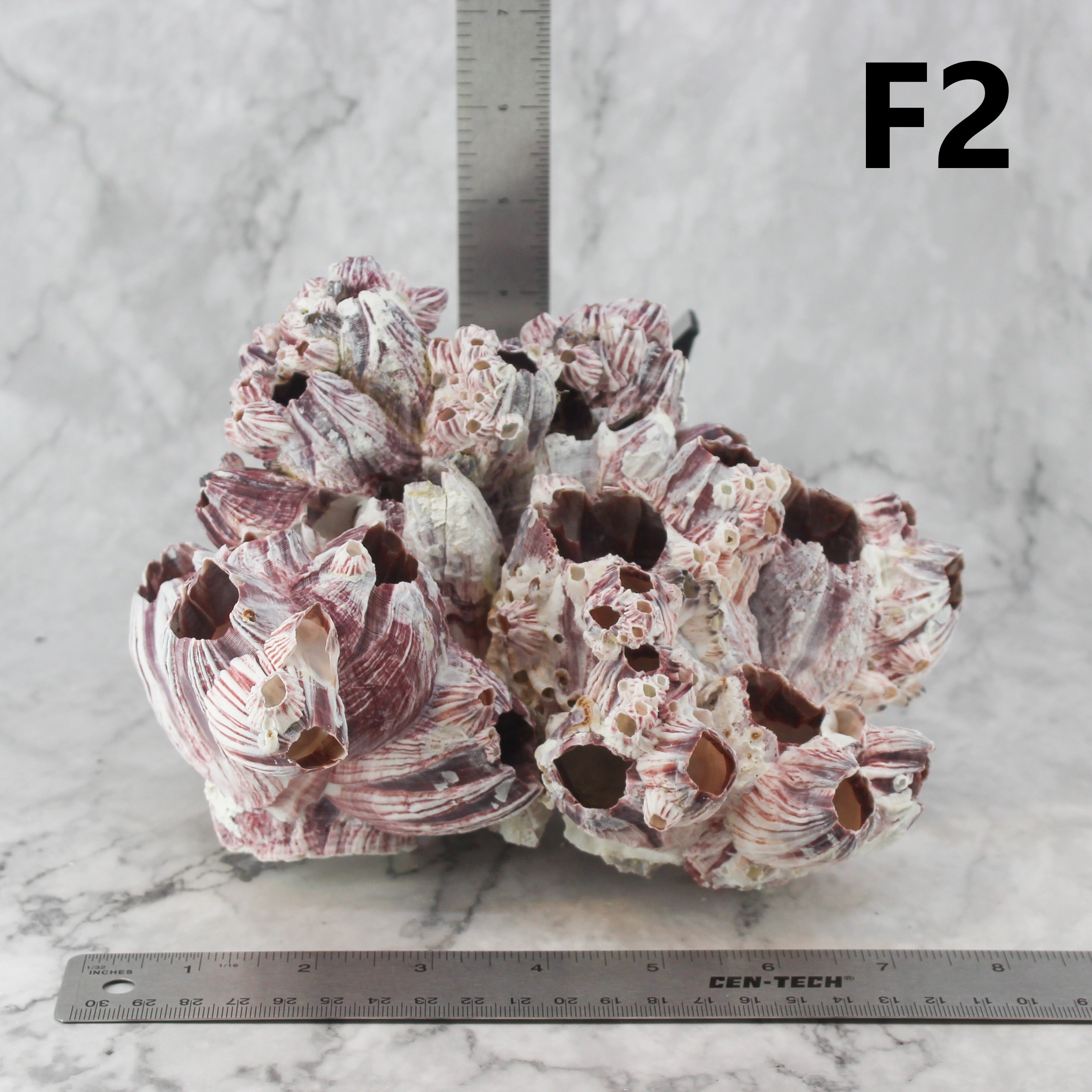 Barnacles 7-10"