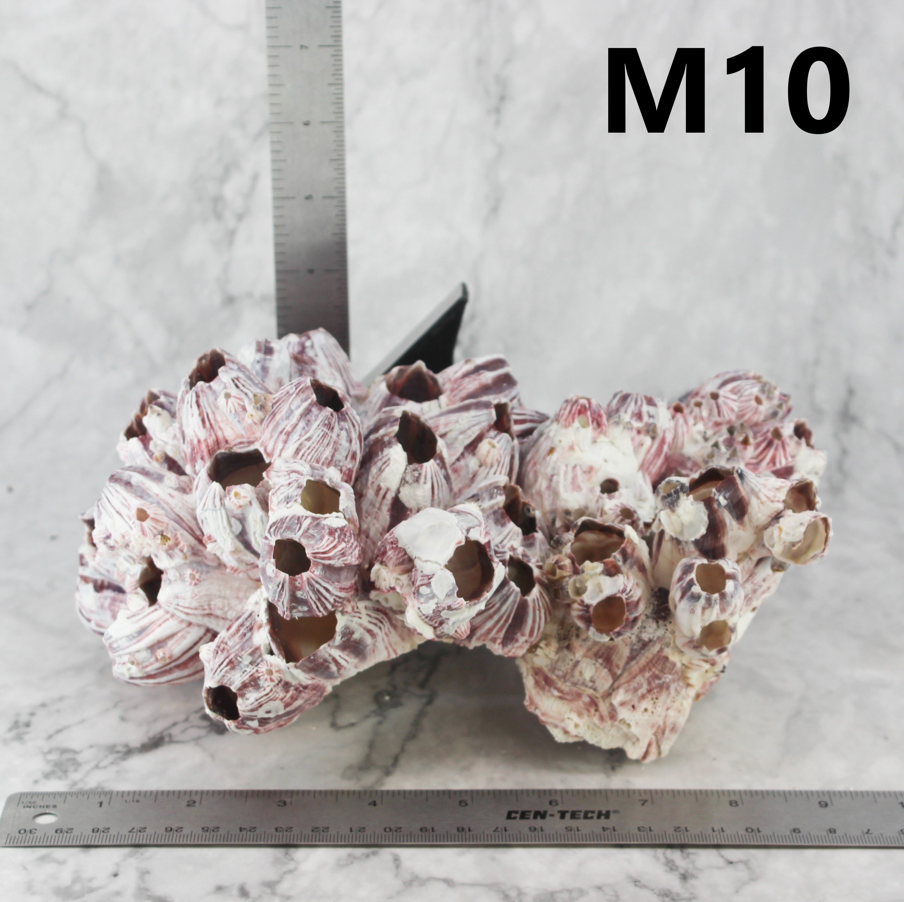 Barnacles 7-10"