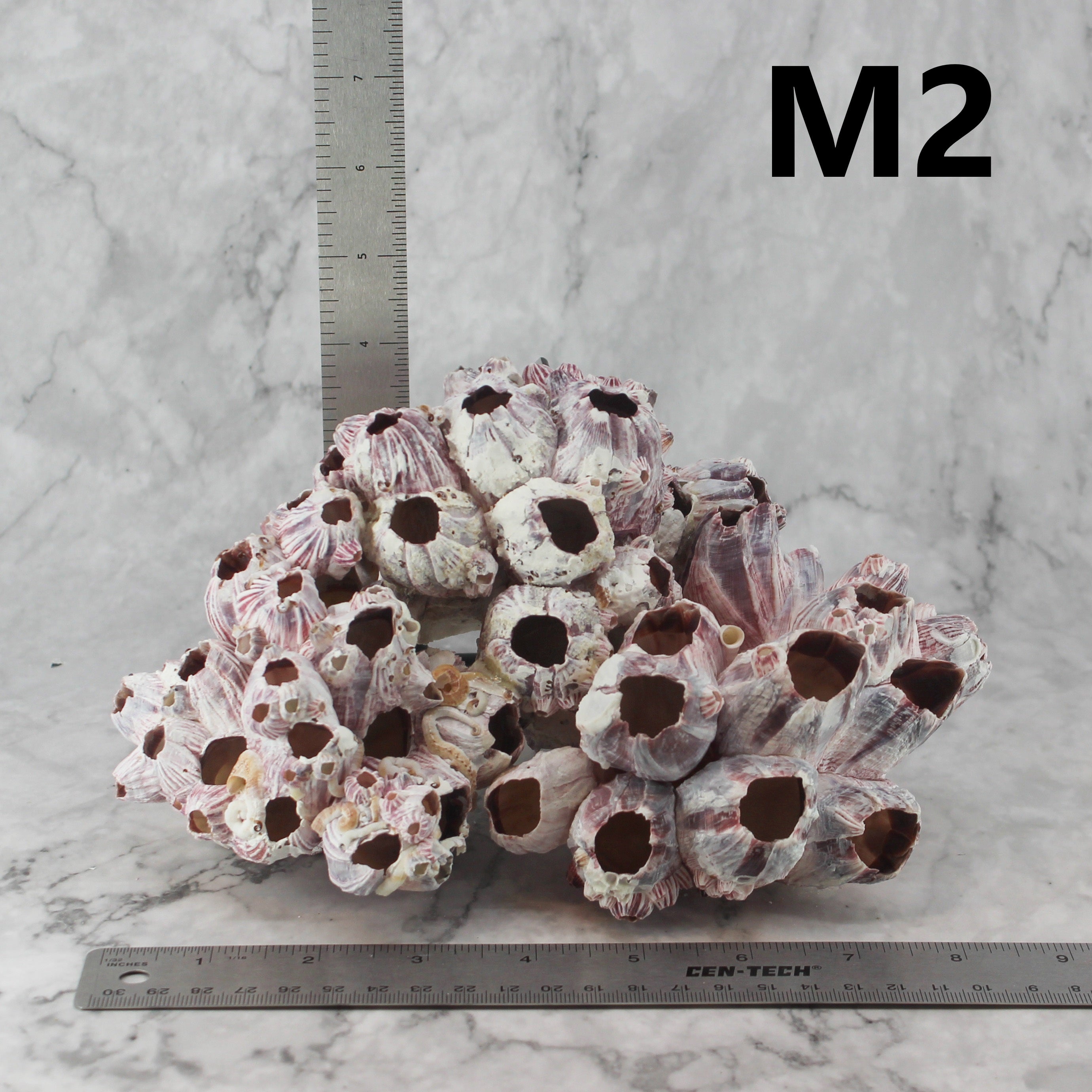 Barnacles 7-10"