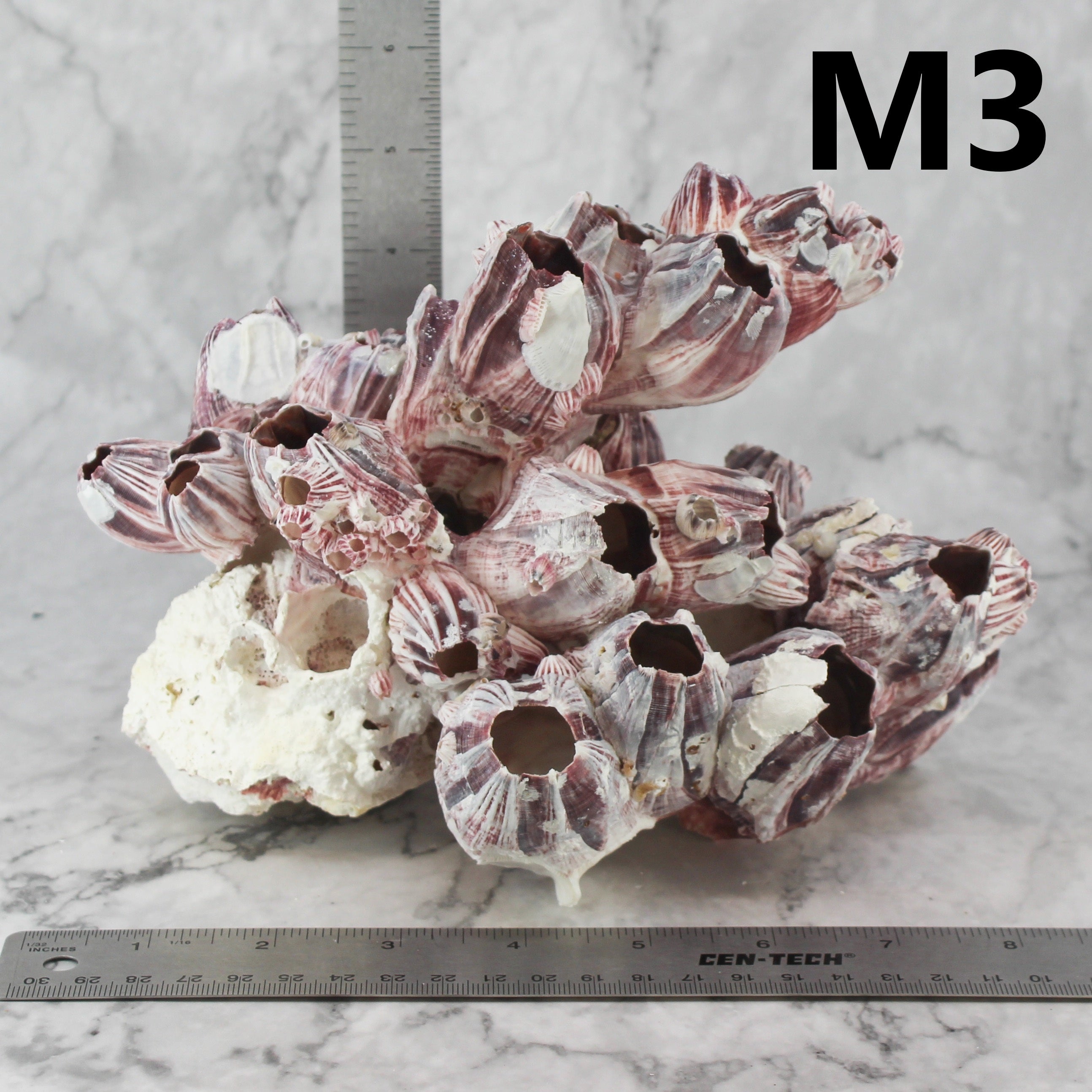 Barnacles 7-10"