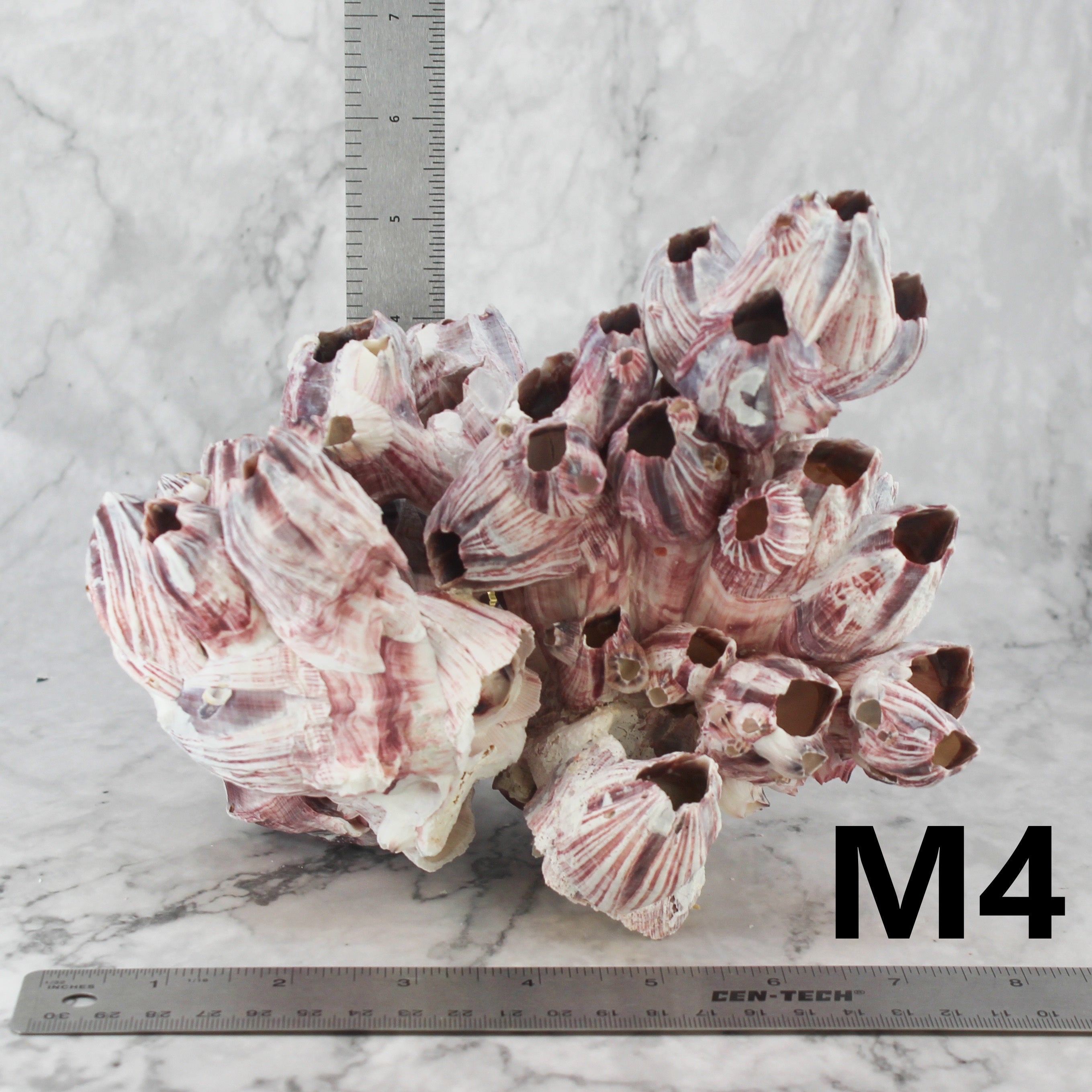 Barnacles 7-10"
