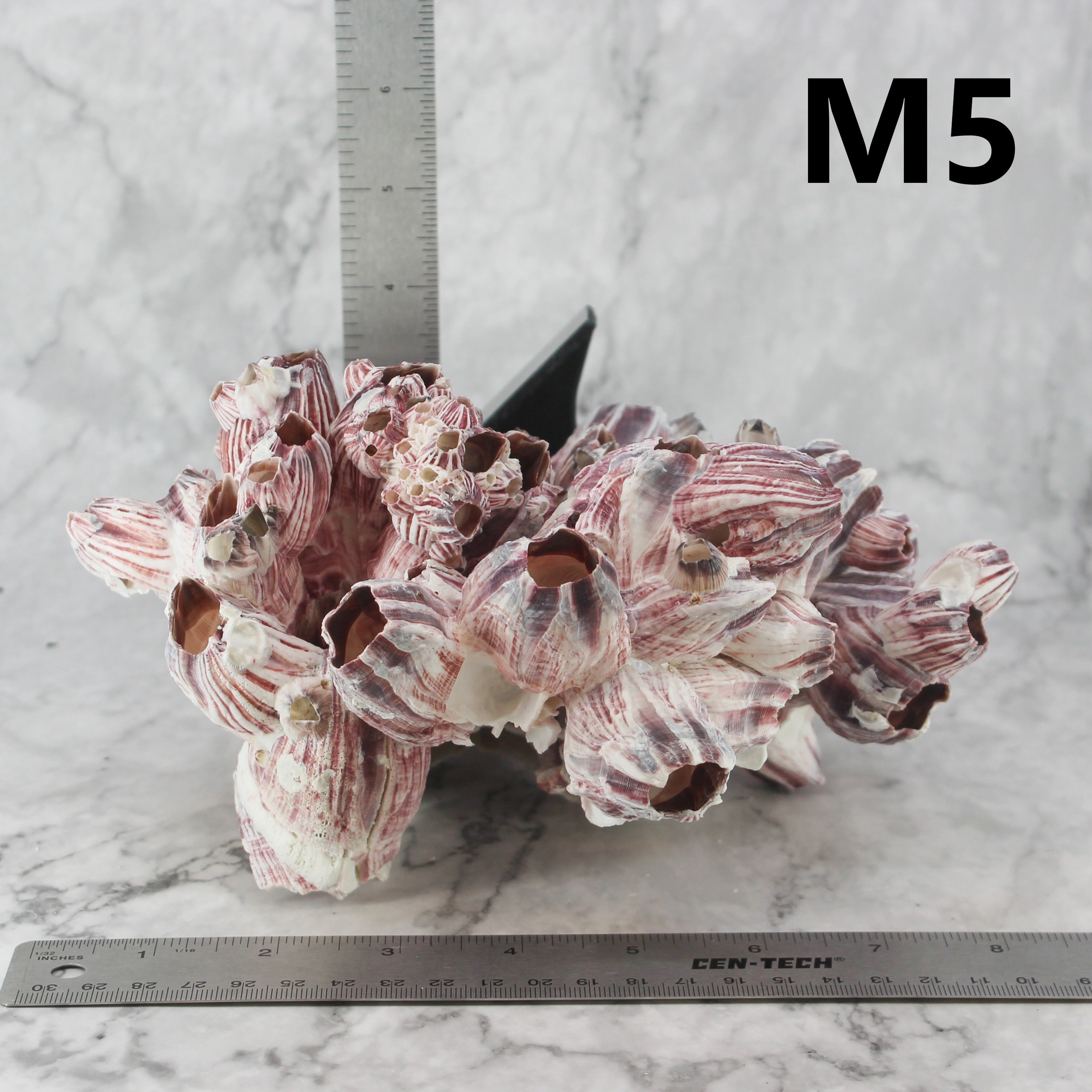 Barnacles 7-10"