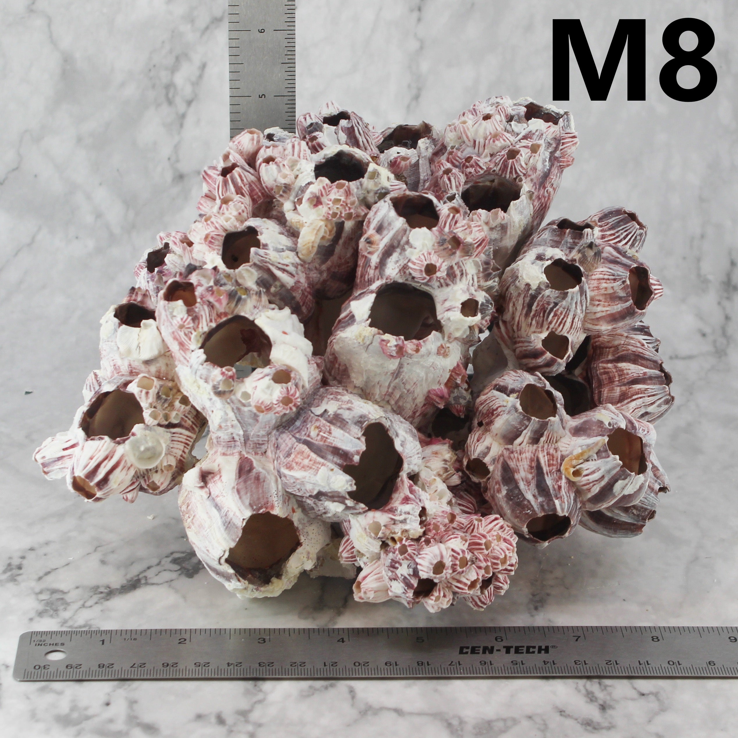 Barnacles 7-10"
