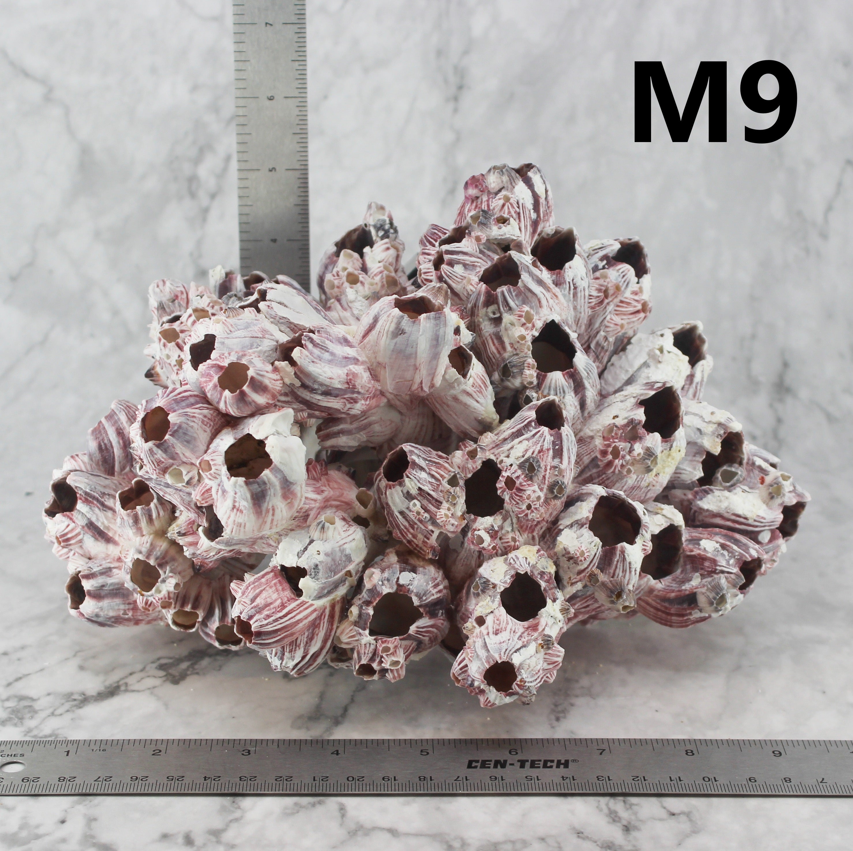 Barnacles 7-10"