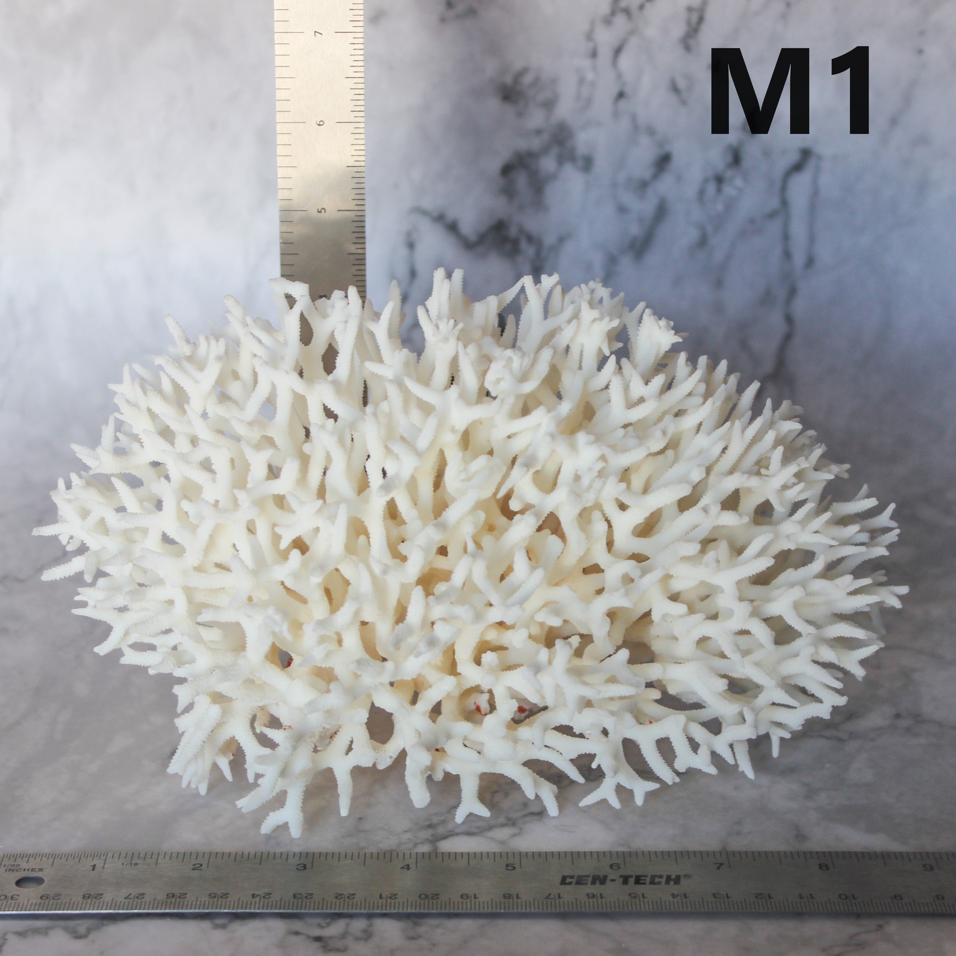 Birdsnest Coral 7-10"