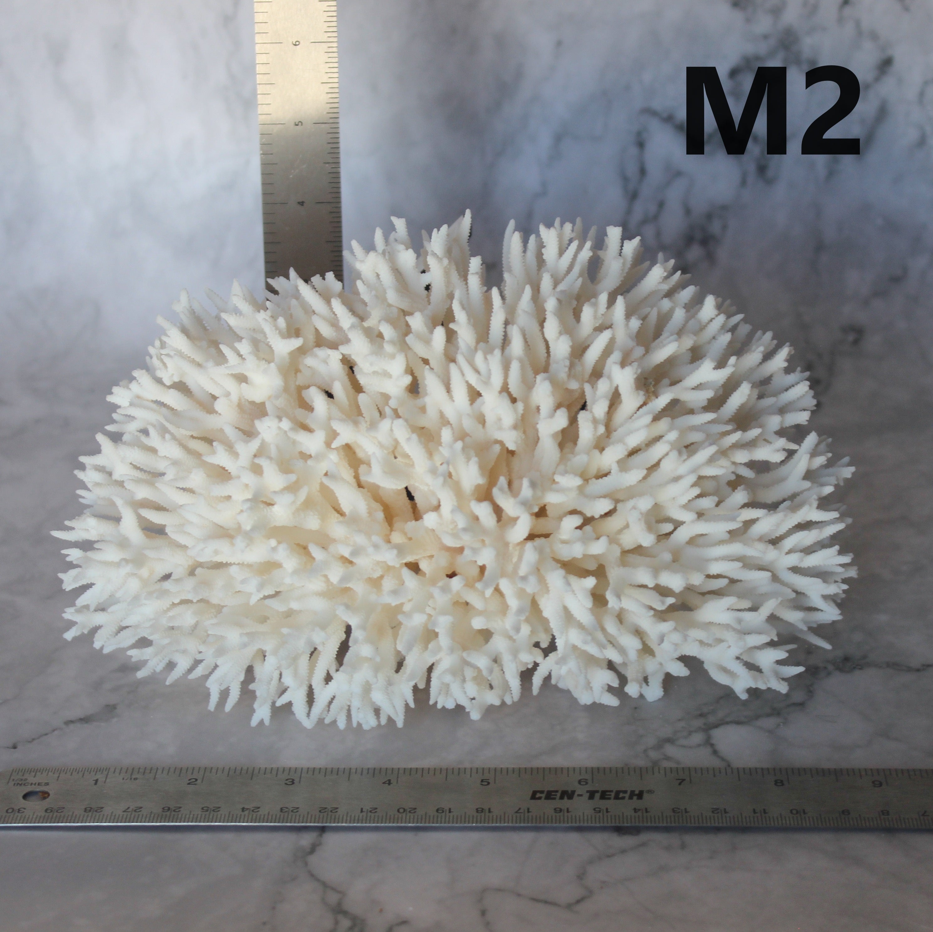 Birdsnest Coral 7-10"
