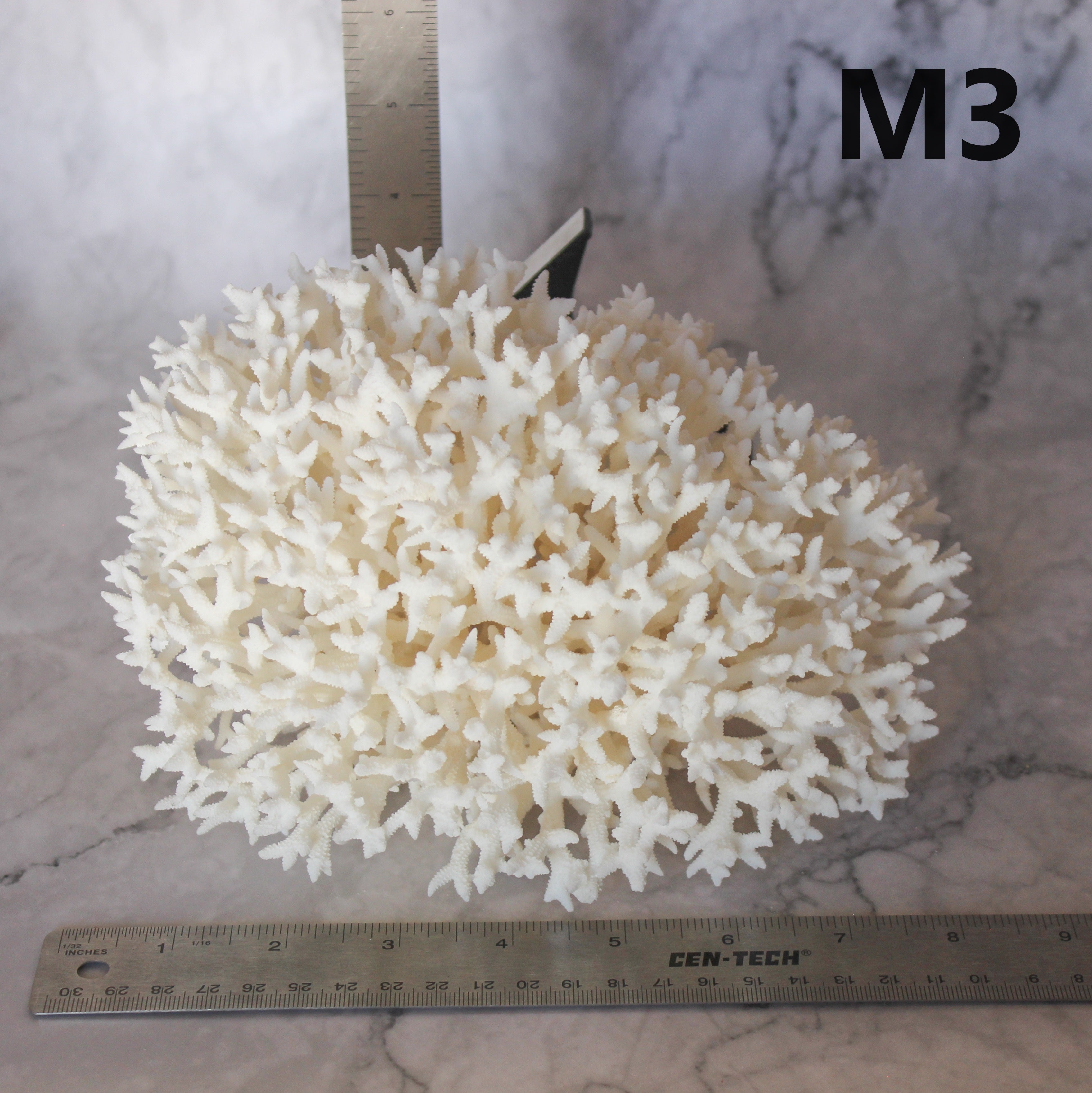 Birdsnest Coral 7-10"