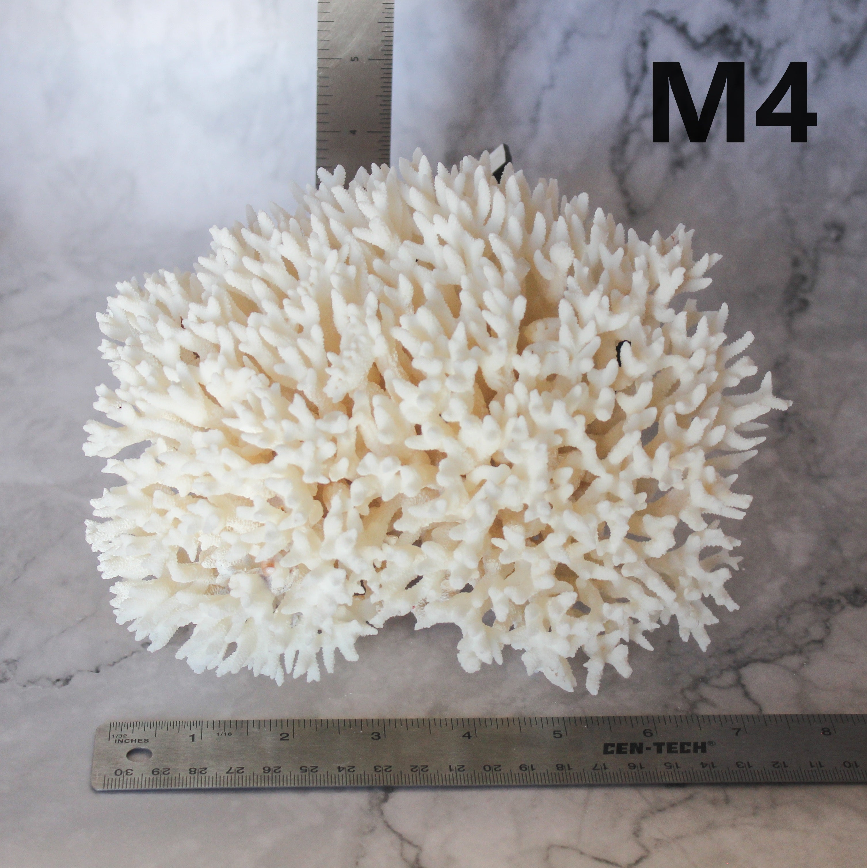 Birdsnest Coral 7-10"