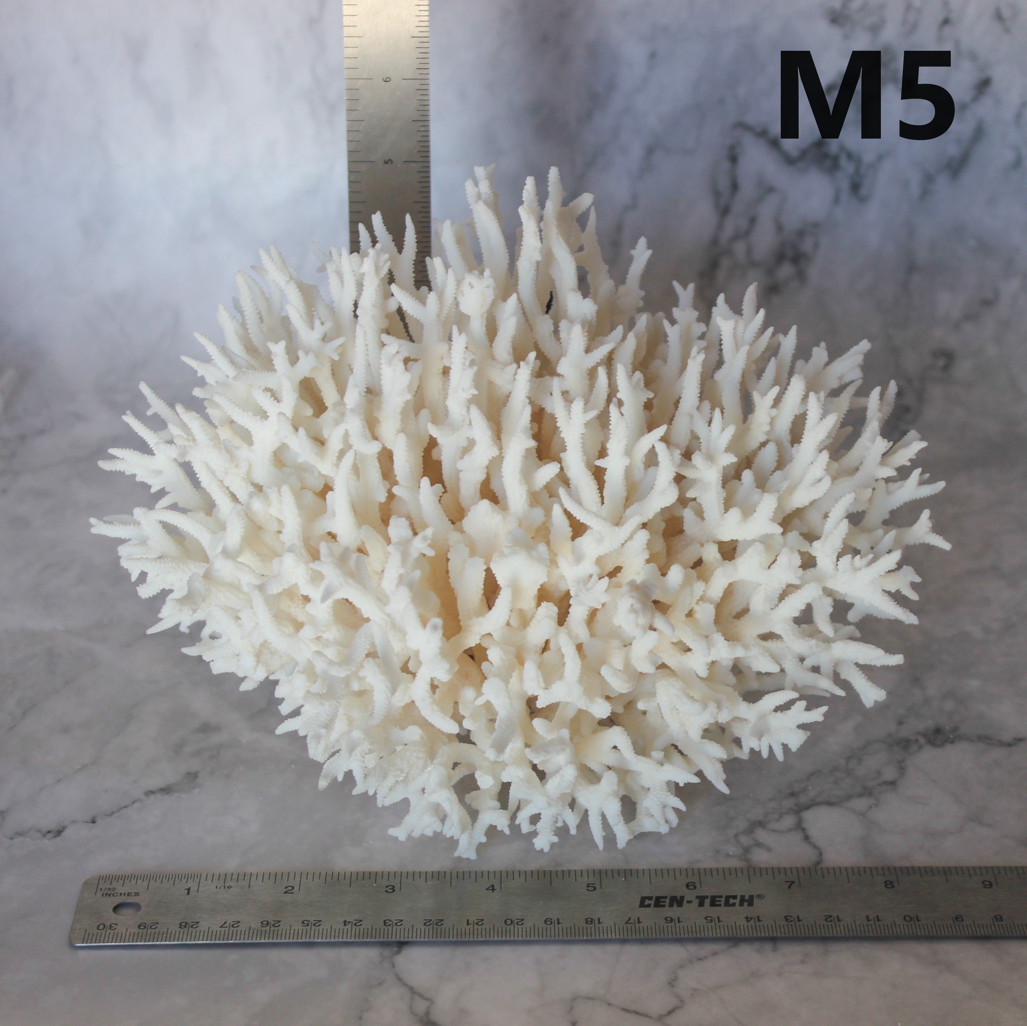 Birdsnest Coral 7-10"
