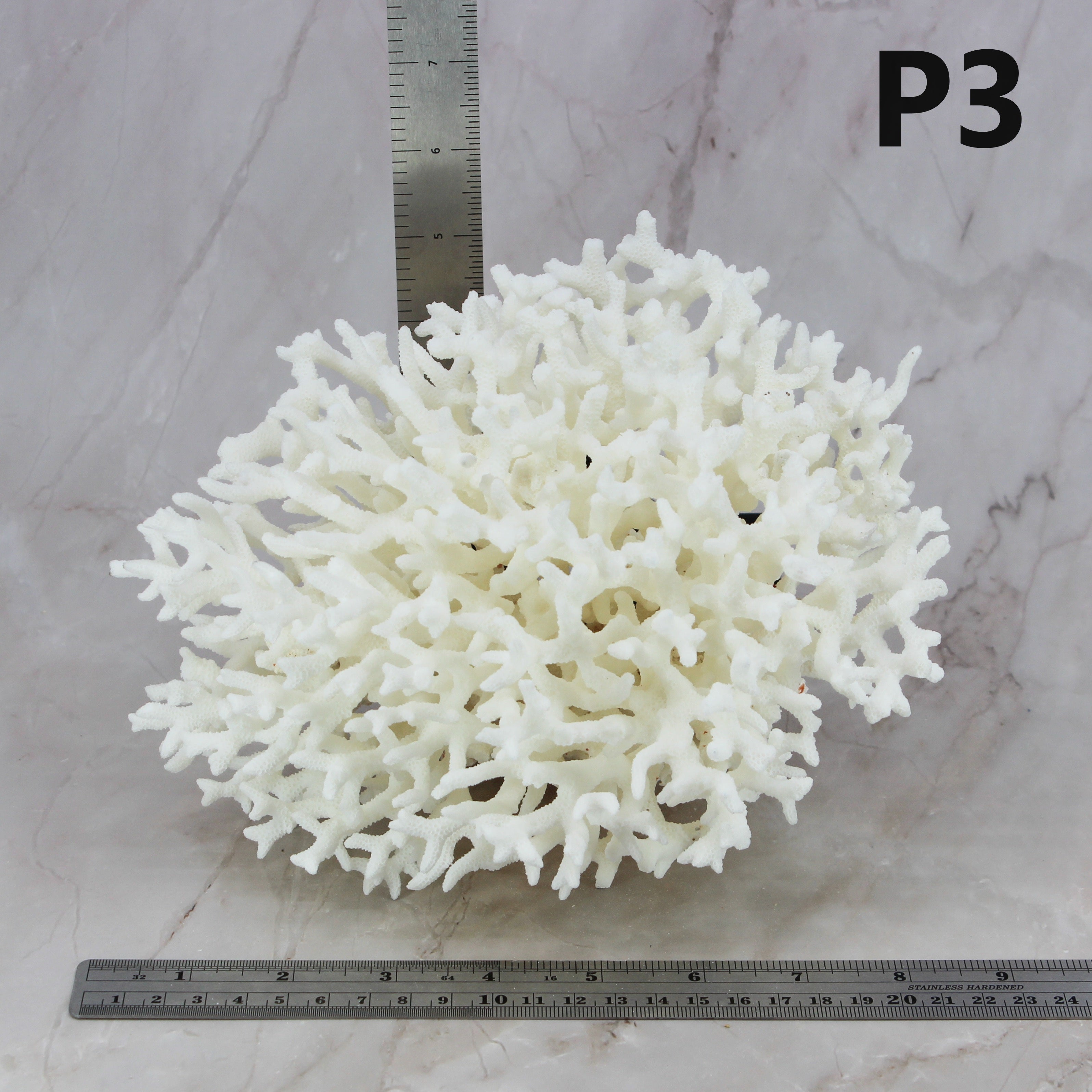 Birdsnest Coral 7-10"