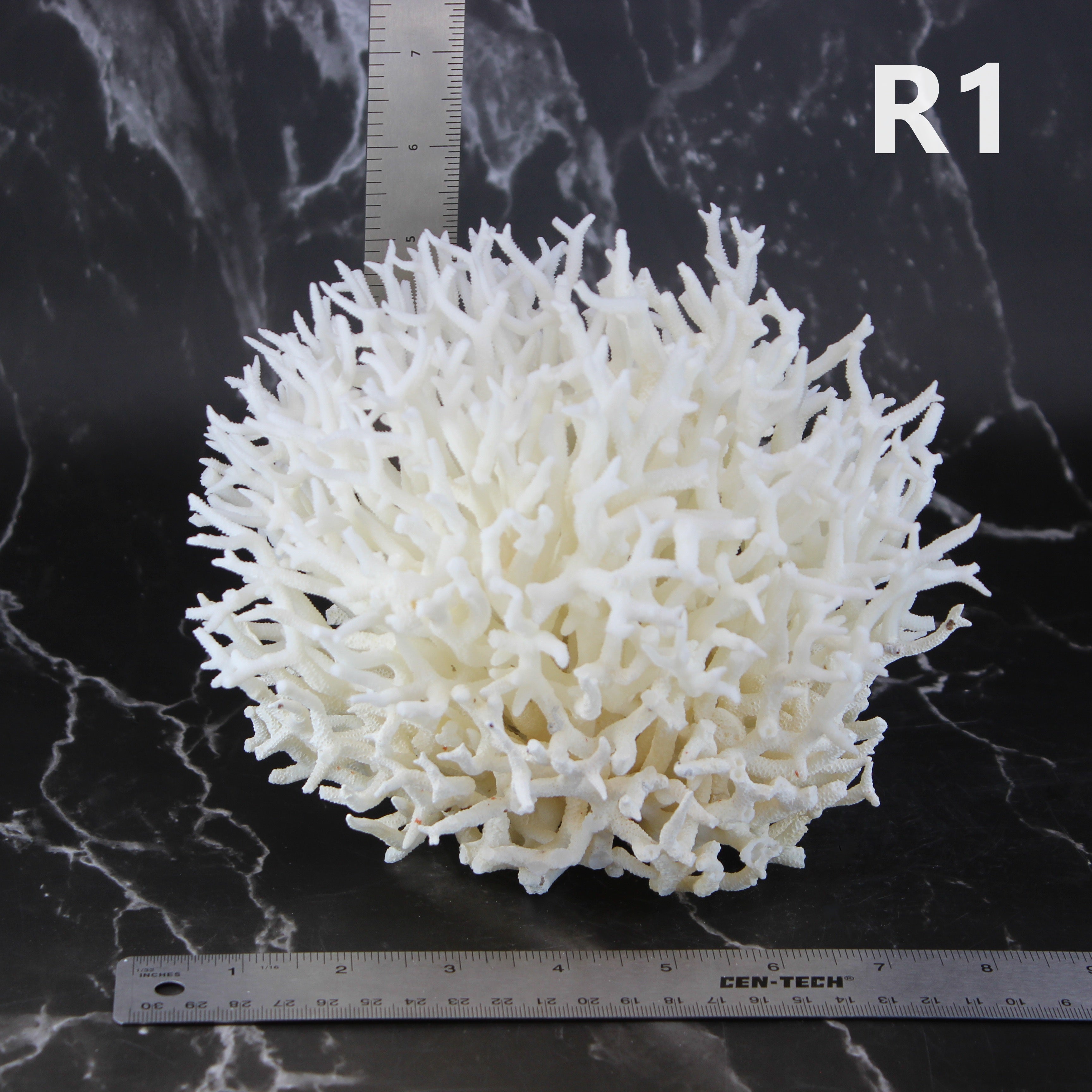 Birdsnest Coral 7-10"
