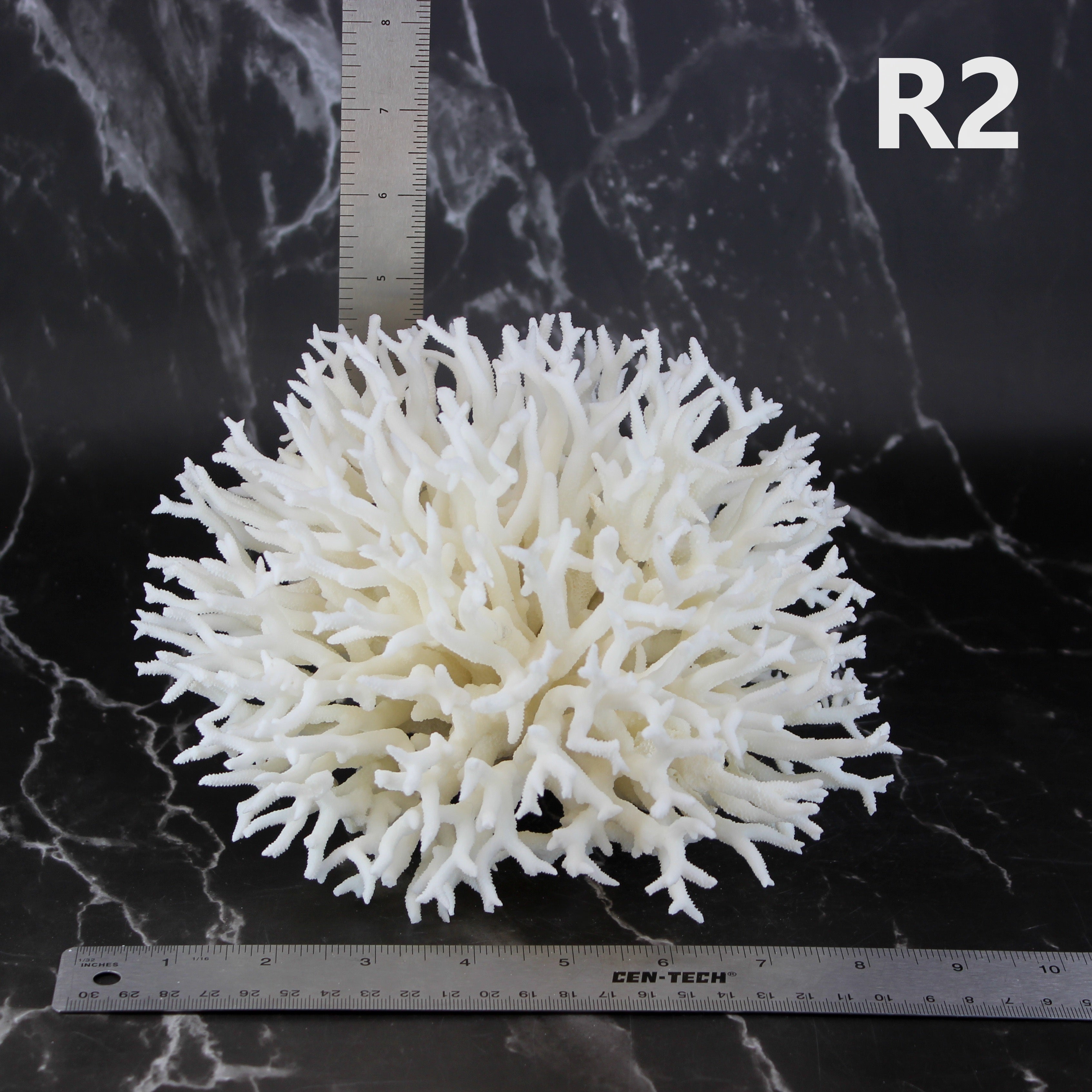 Birdsnest Coral 7-10"