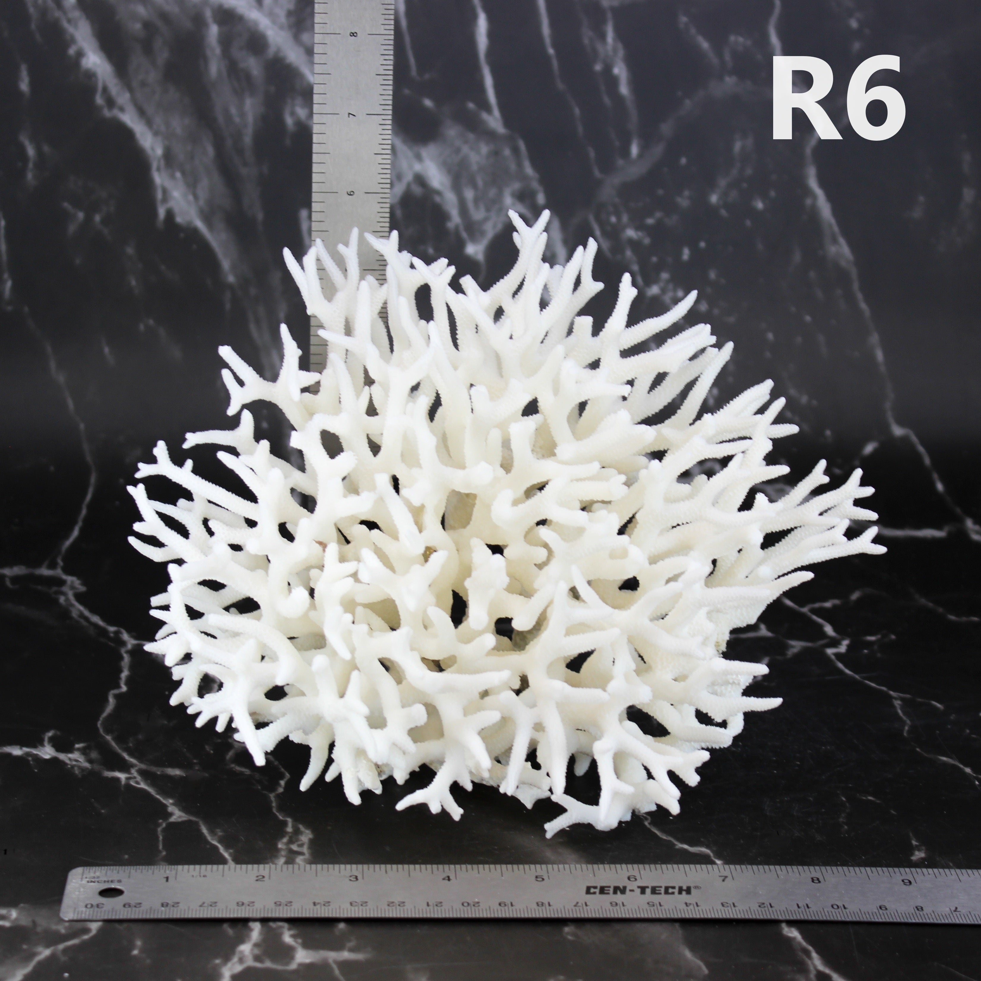Birdsnest Coral 7-10"